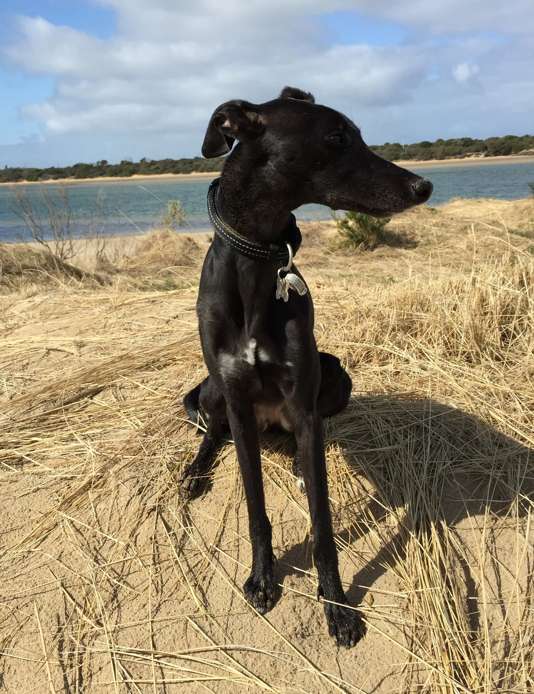 Sporting the surfy dog look ...