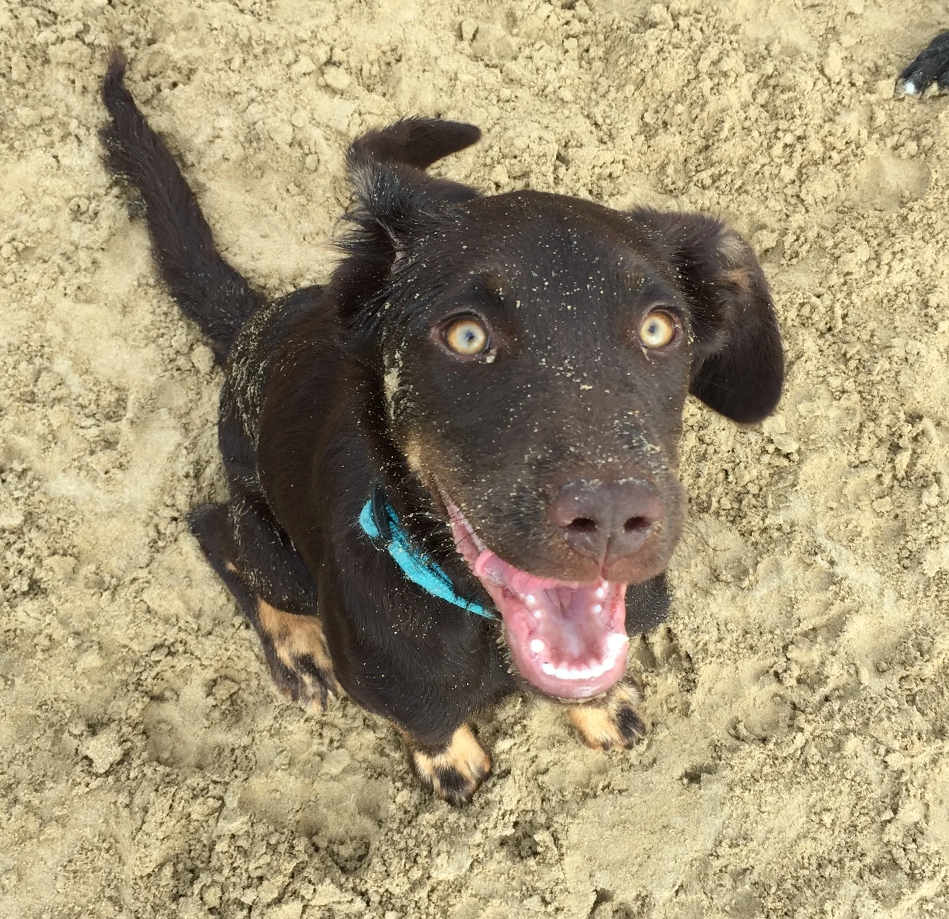 New friend Bean (as in full of beans), a five-month-old kelpie-poodle (A koodle ... a keddle ... a poopie? Who knows?). She was clean and shiny before Olive took her for a rumble in the sand.