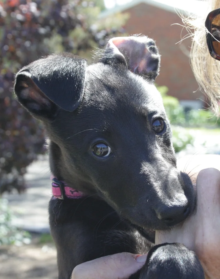 Puppy Olive