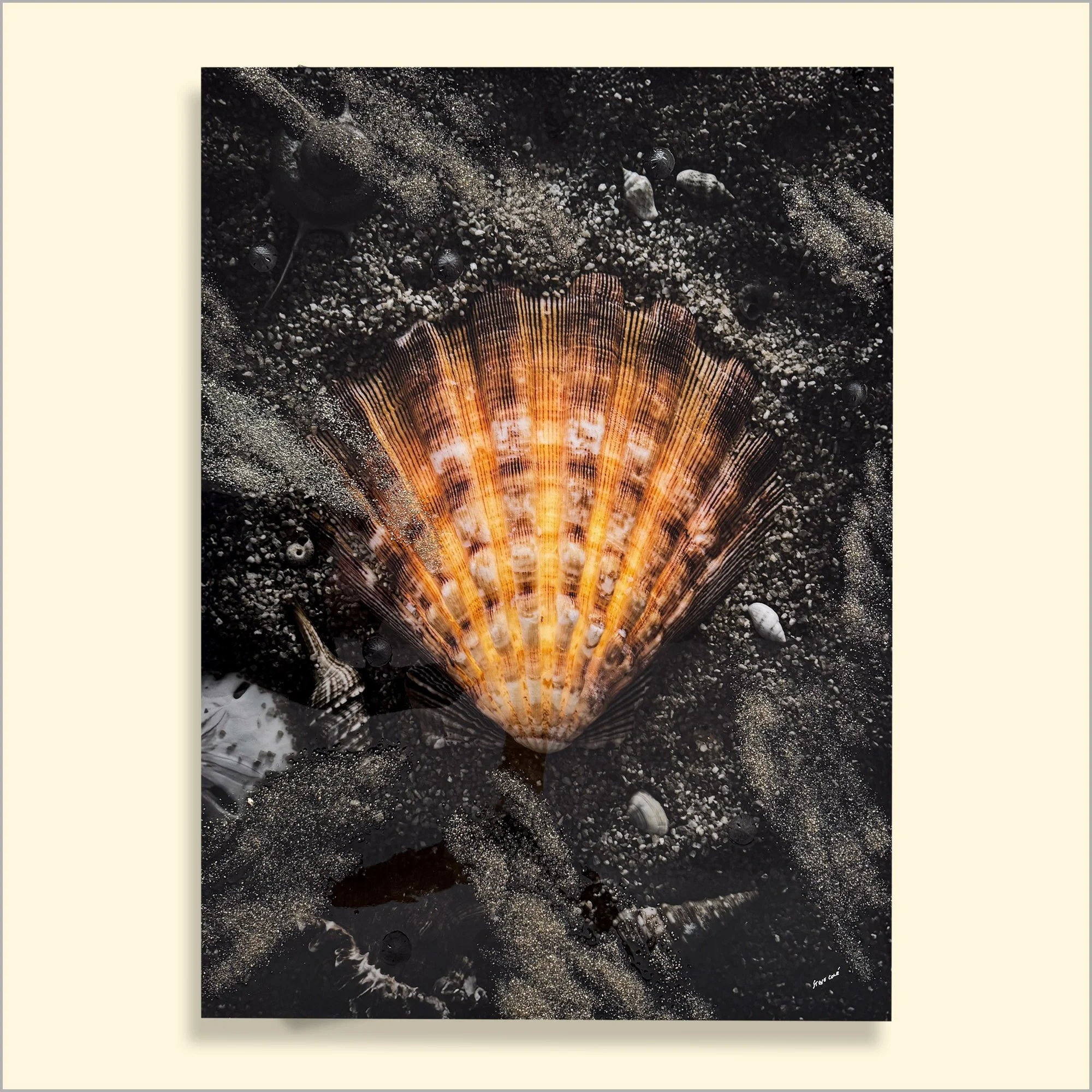 Scallop Seashell Art 05.JPG