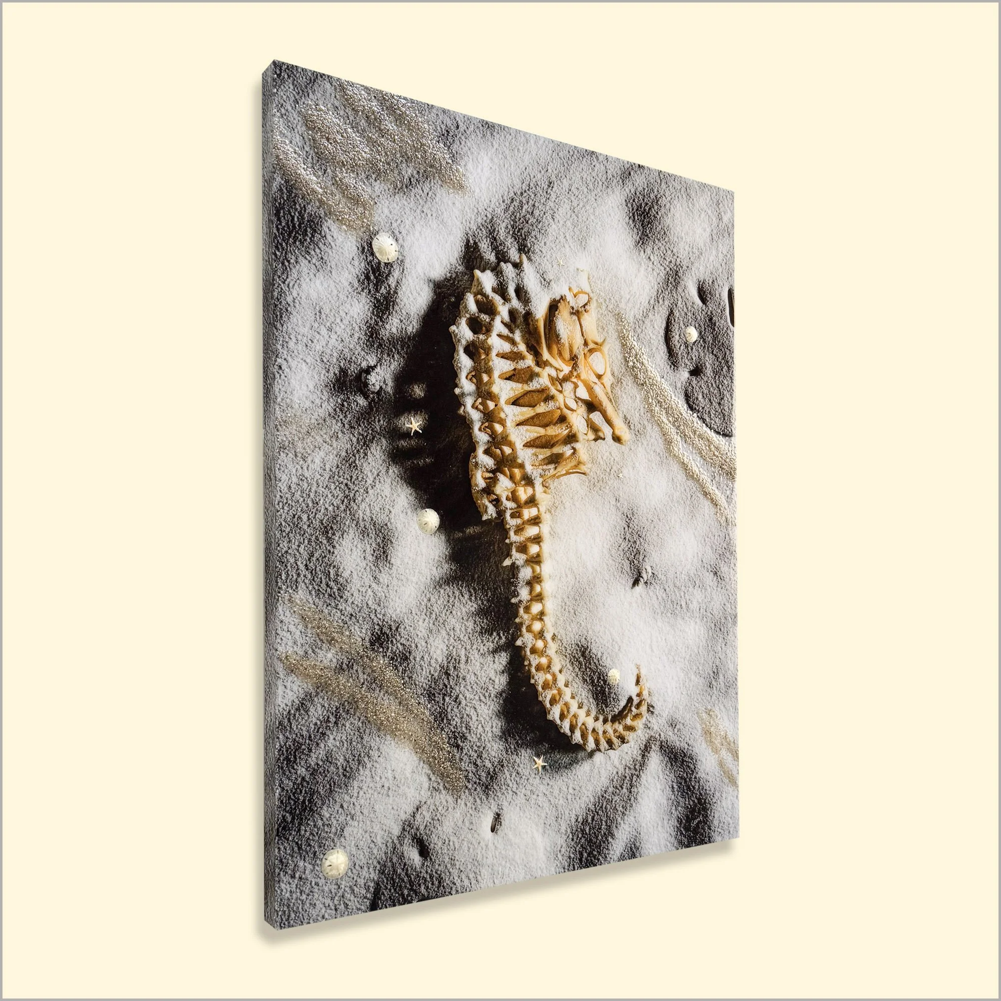 Nautilus Seashell Seaside Beach Art.JPG