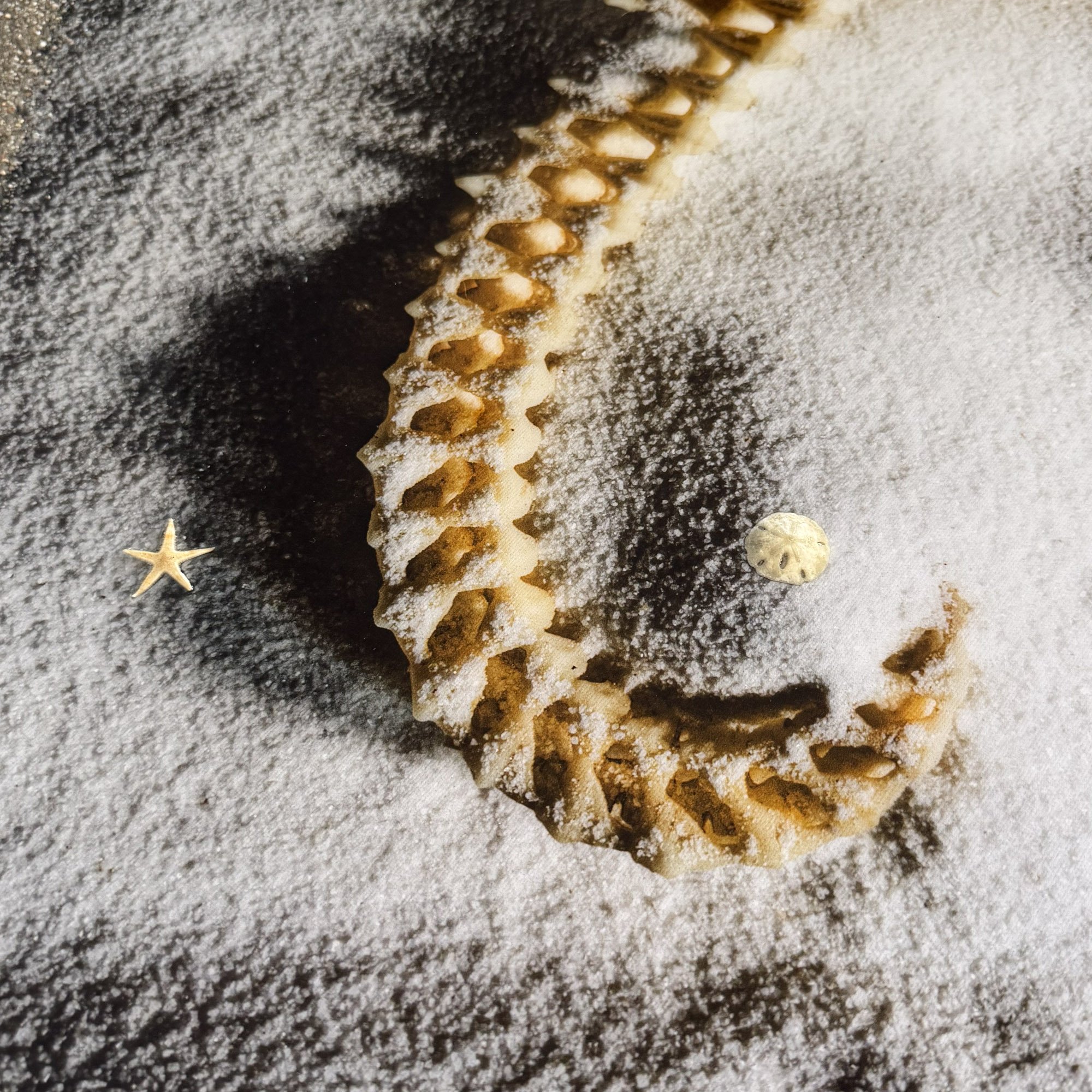 Nautilus Seashell Seaside Beach Art.JPG