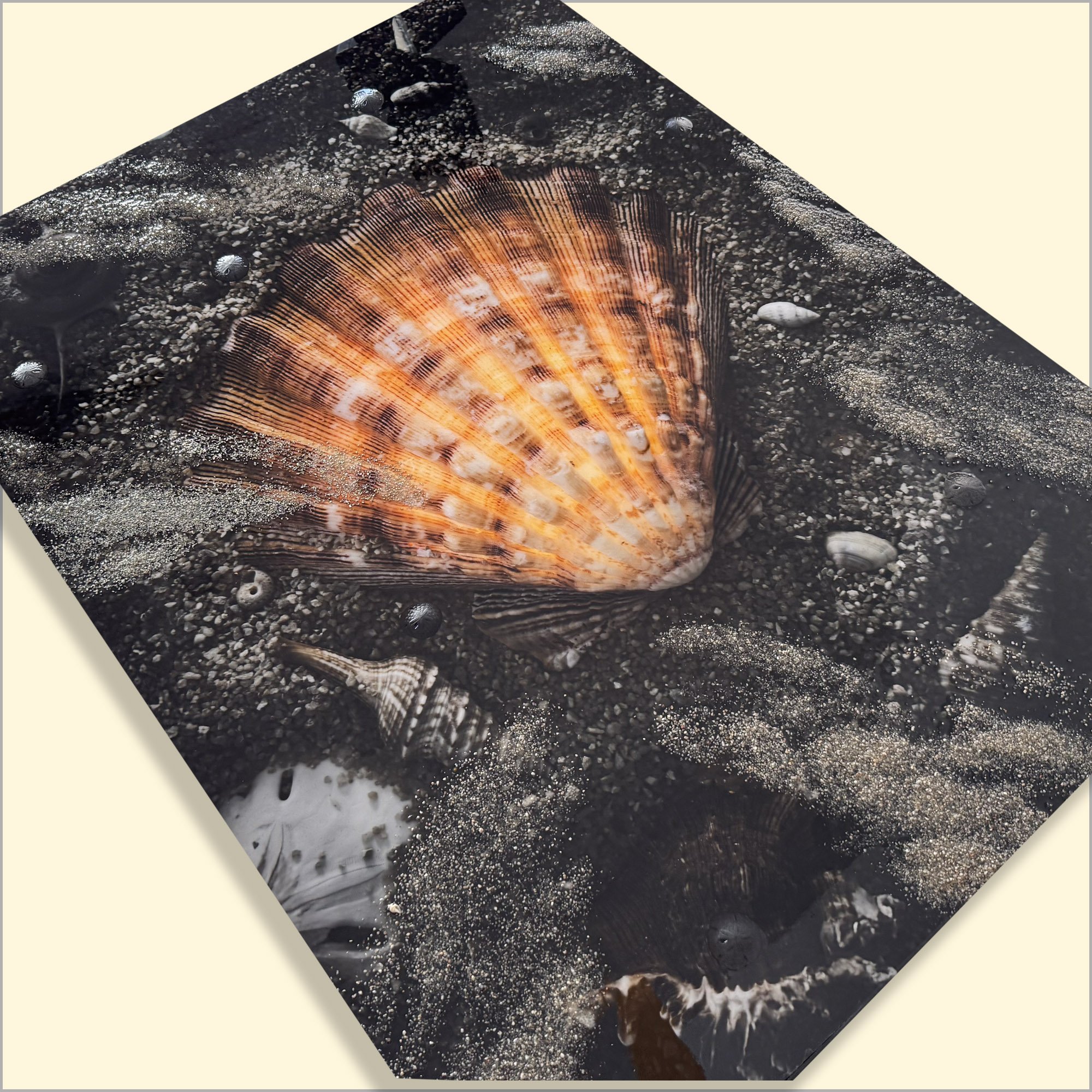 Scallop Seashell Art 07.JPG