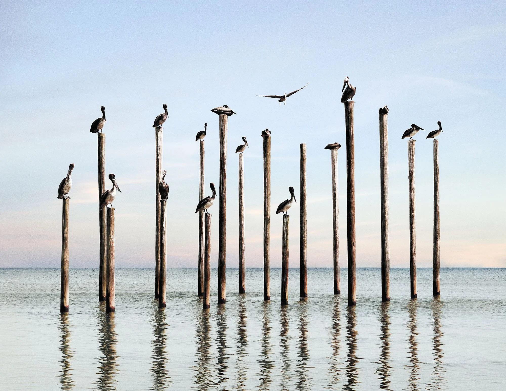 Pelicans on Poles - M - 1000.JPG