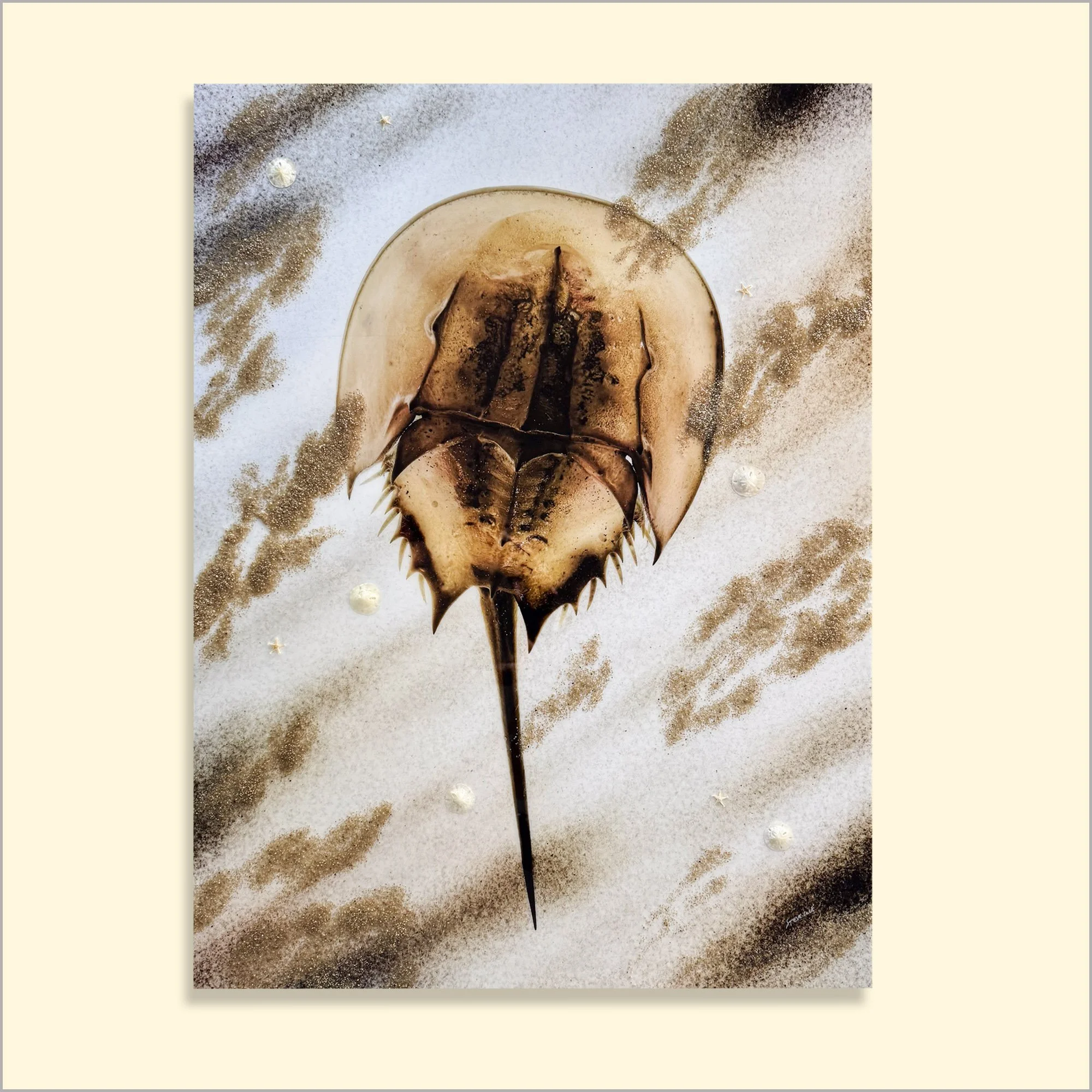 Horseshoe Crab V