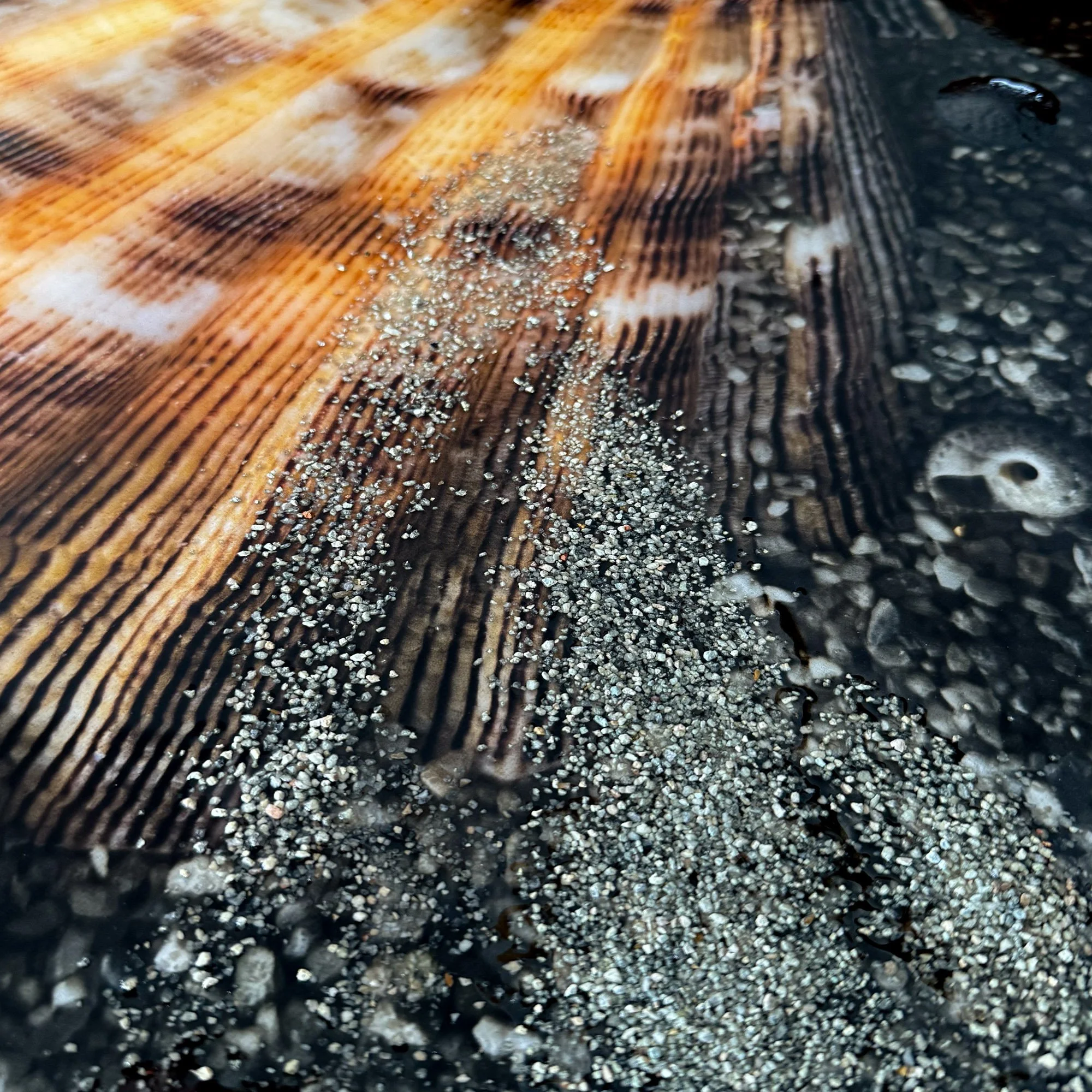 Scallop Seashell Art 04.JPG