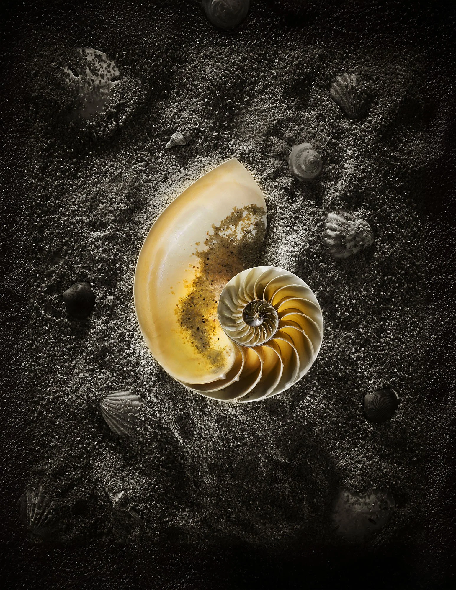 Nautilus Shell Cut in Half - M - 1000.JPG