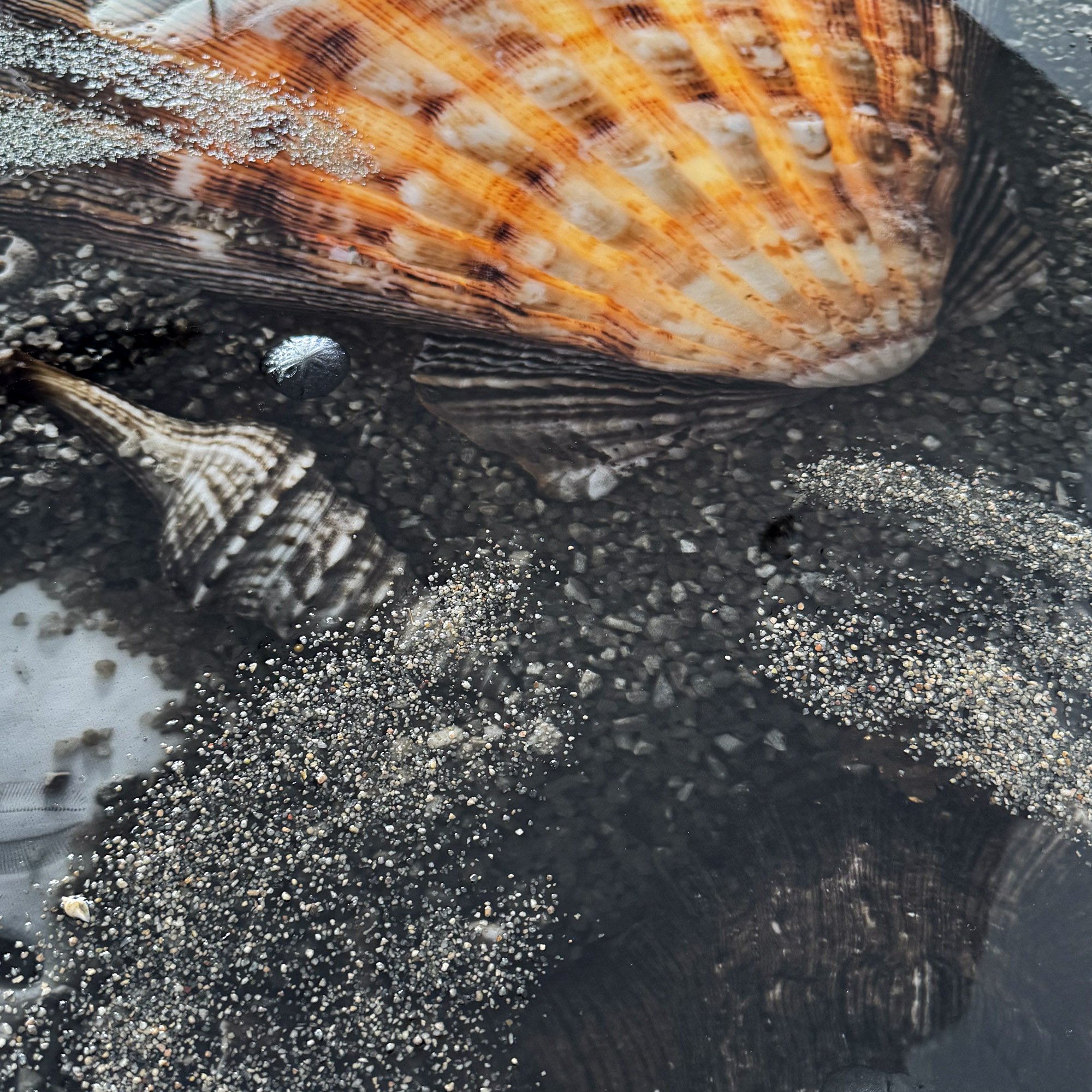 Scallop Seashell Art 01.JPG