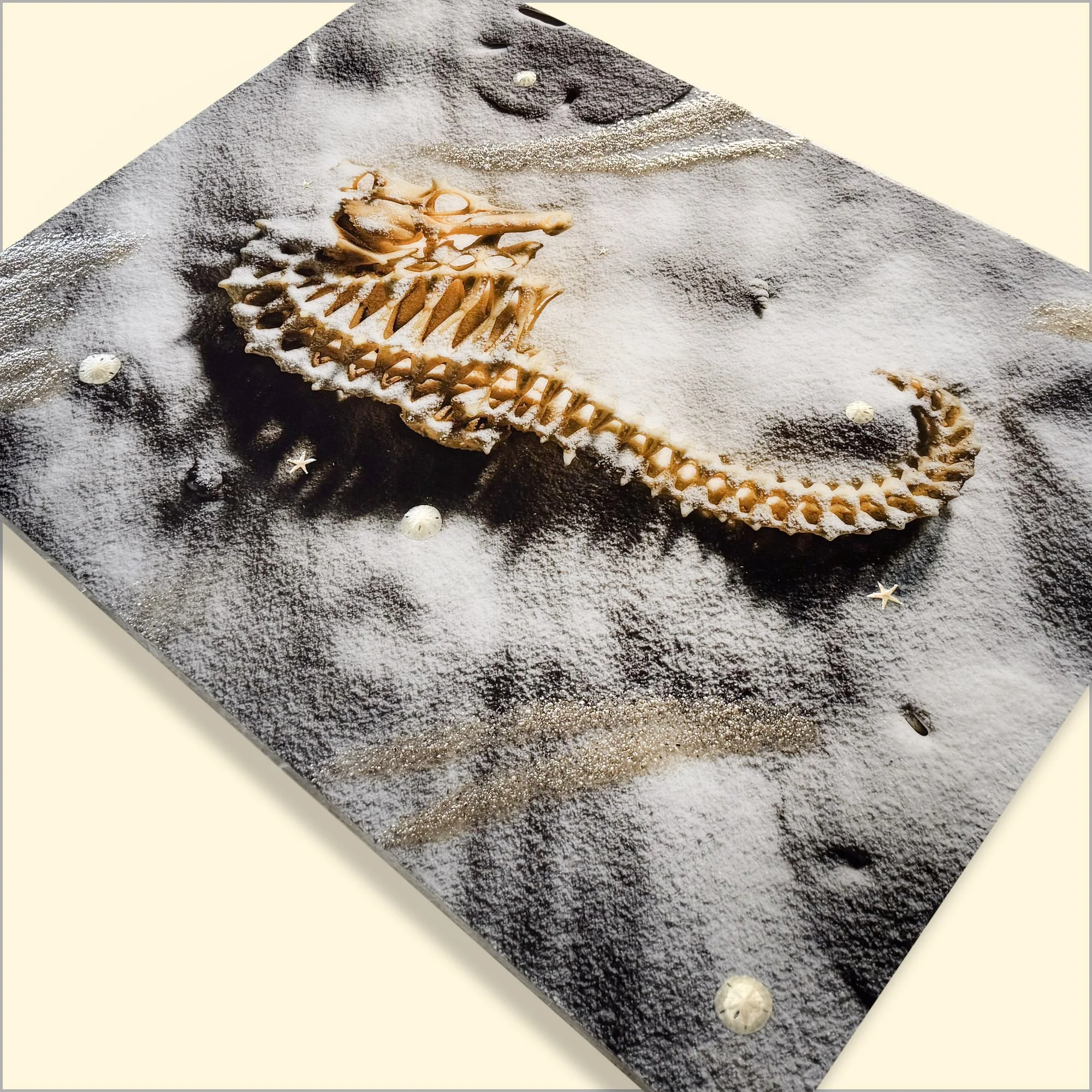 Nautilus Seashell Seaside Beach Art.JPG