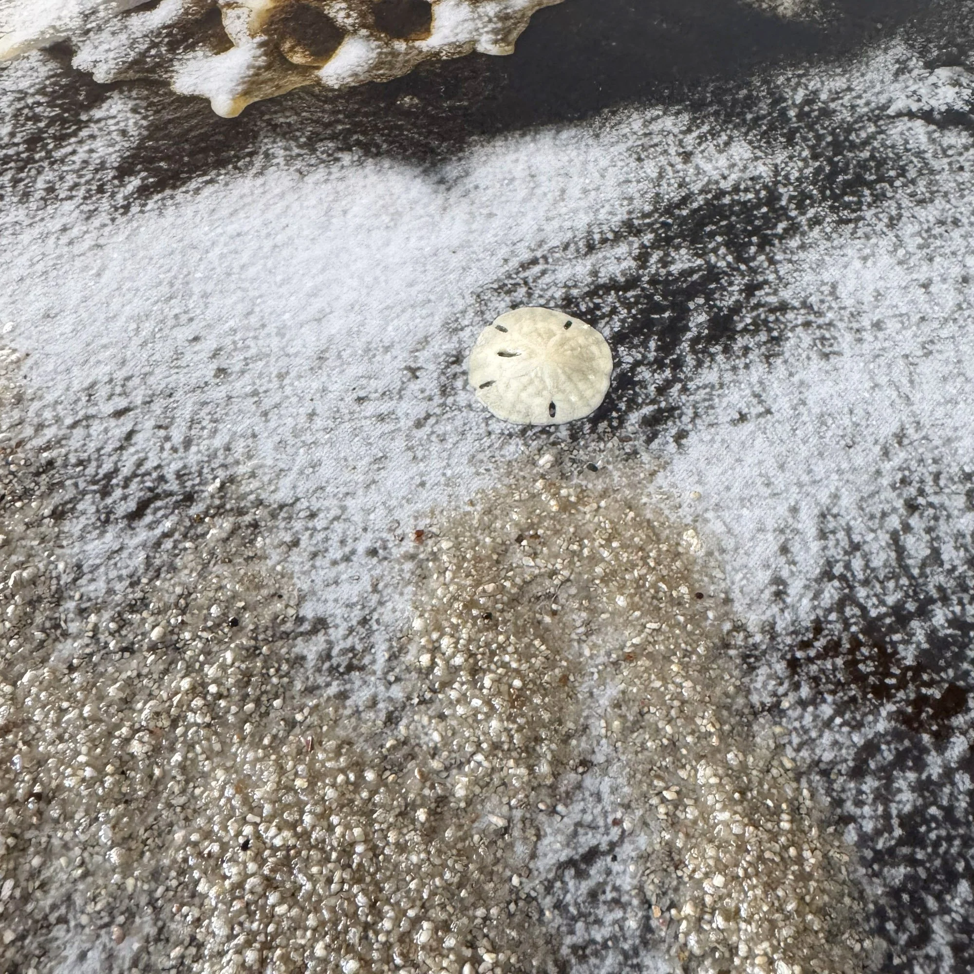 Nautilus Seashell Seaside Beach Art.JPG