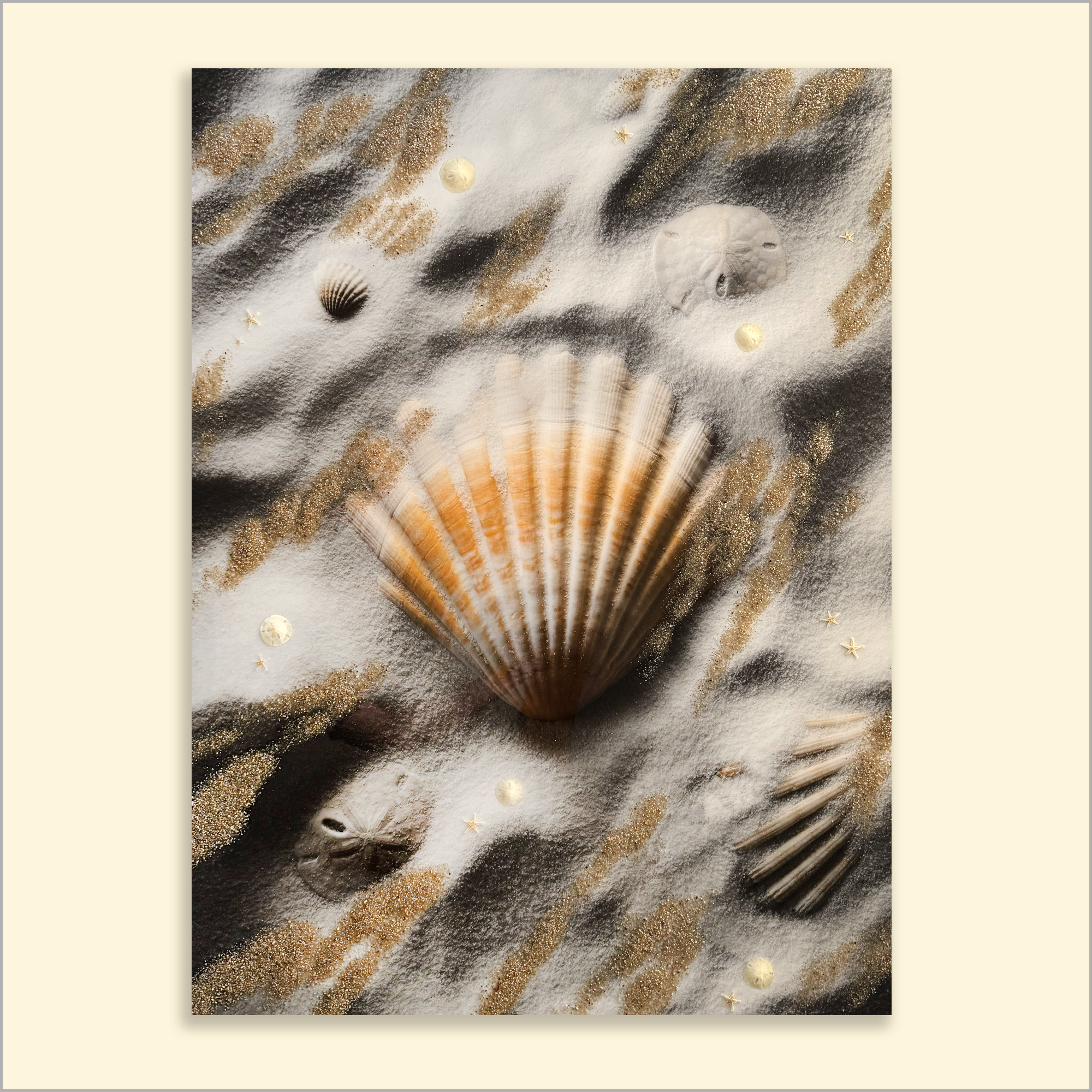 SCALLOP ON WHITE