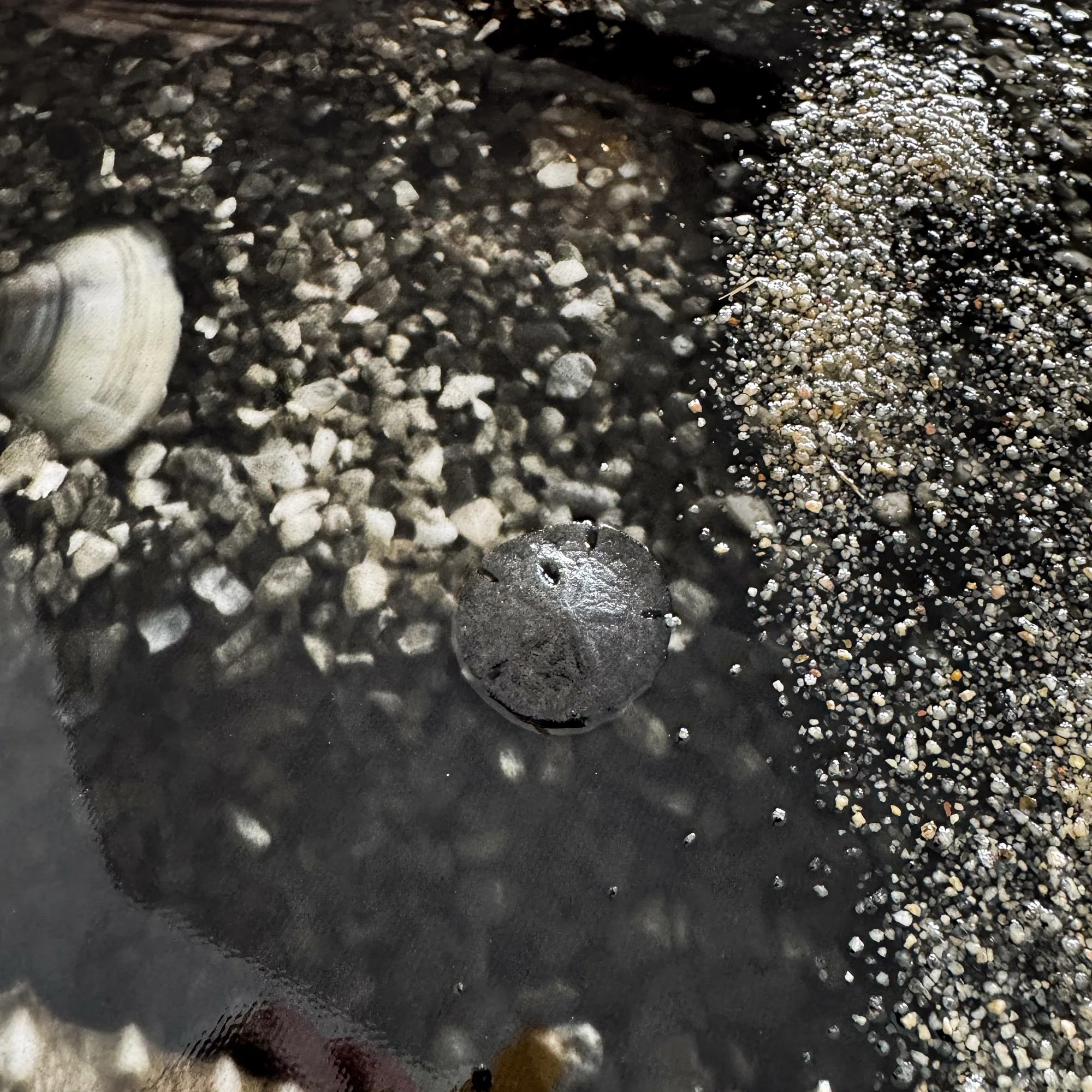 Scallop Seashell Art 02.JPG