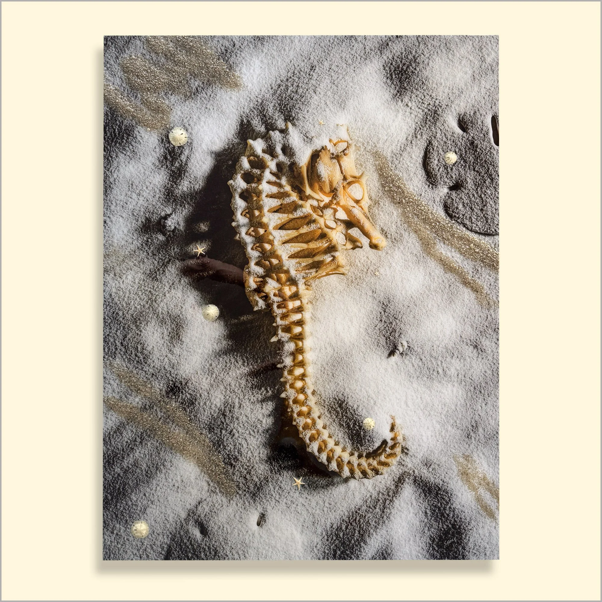 Nautilus Seashell Seaside Beach Art.JPG