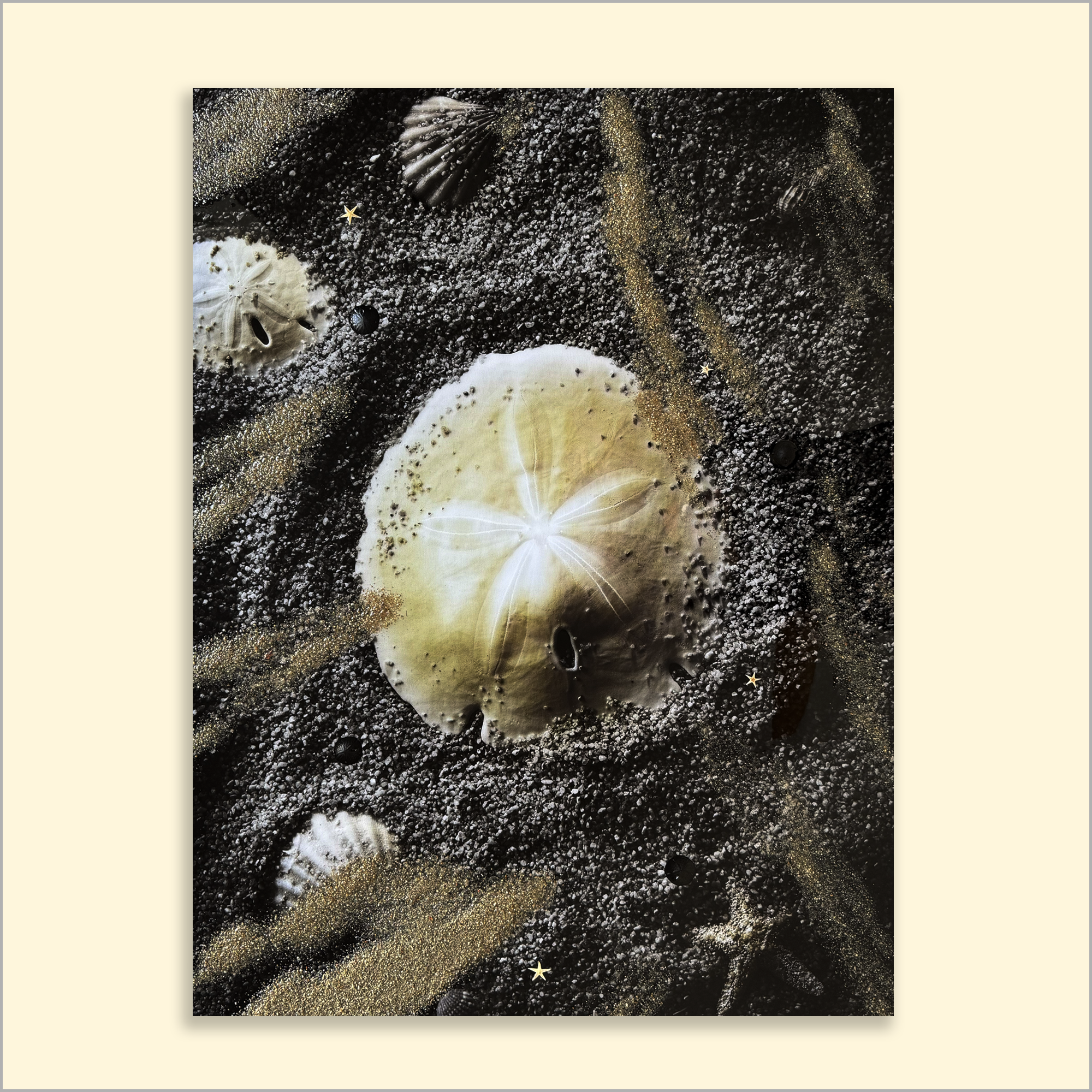 Sand Dollar On Dark Sand