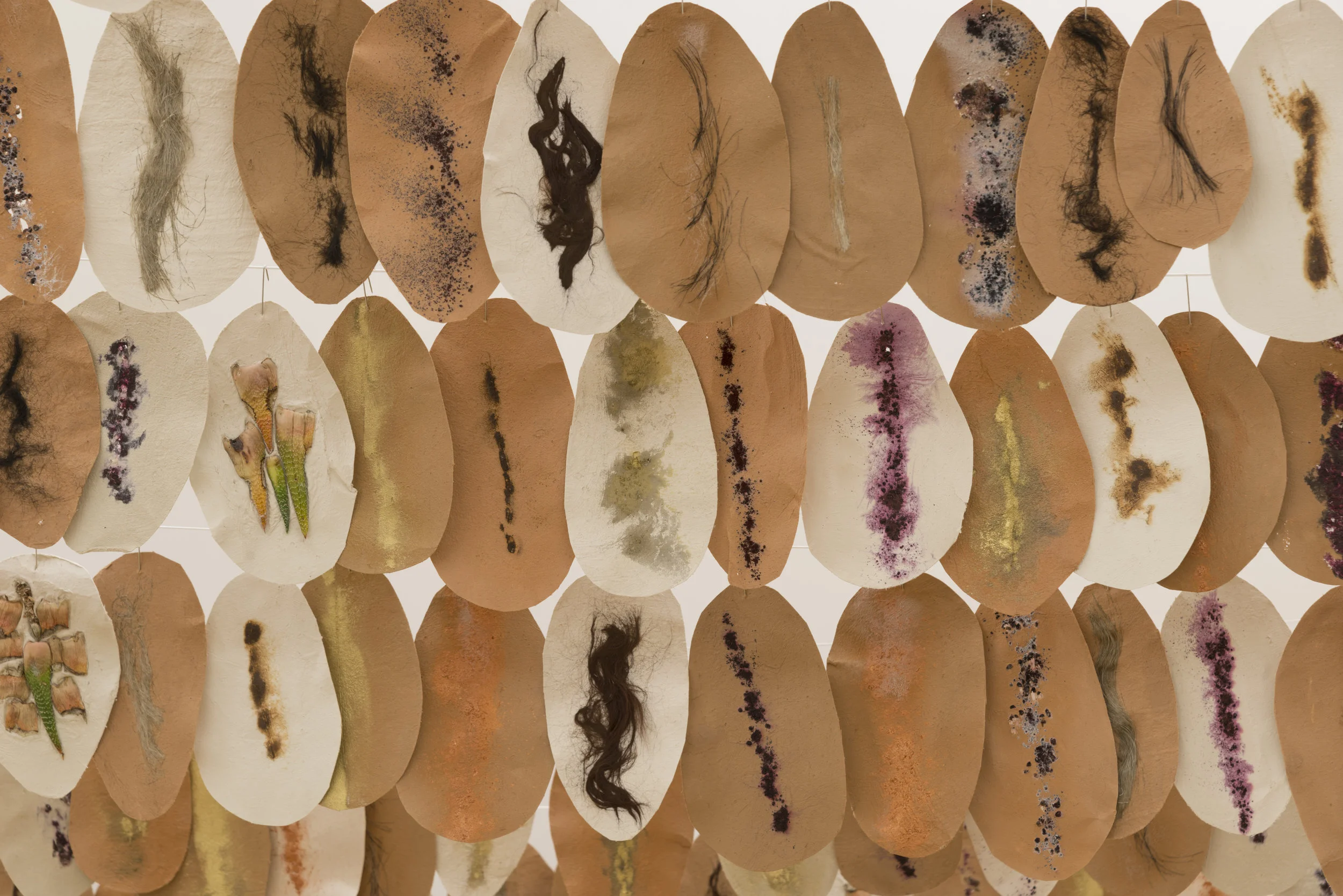   Nopal  (installation view detail), 2017  Abaca pulp, clay, alpaca, flax, succulents, iron, horsehair, cochineal (live and dead), copper, gold, hair  7 x 5 inches/each 