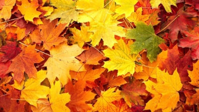 leaves.jpg