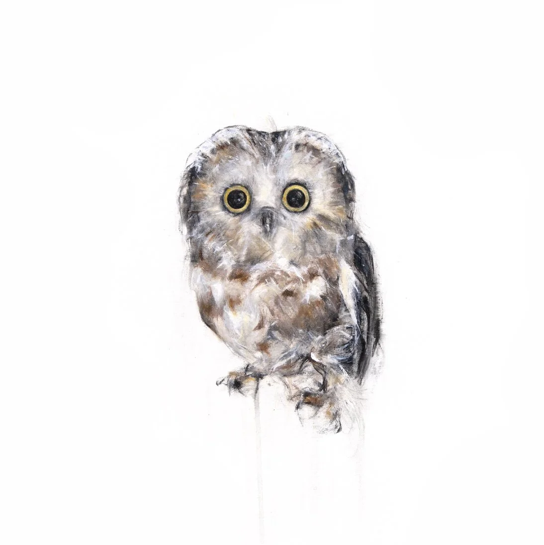 Northern Saw-Whet Owl I 16x16 2.jpg