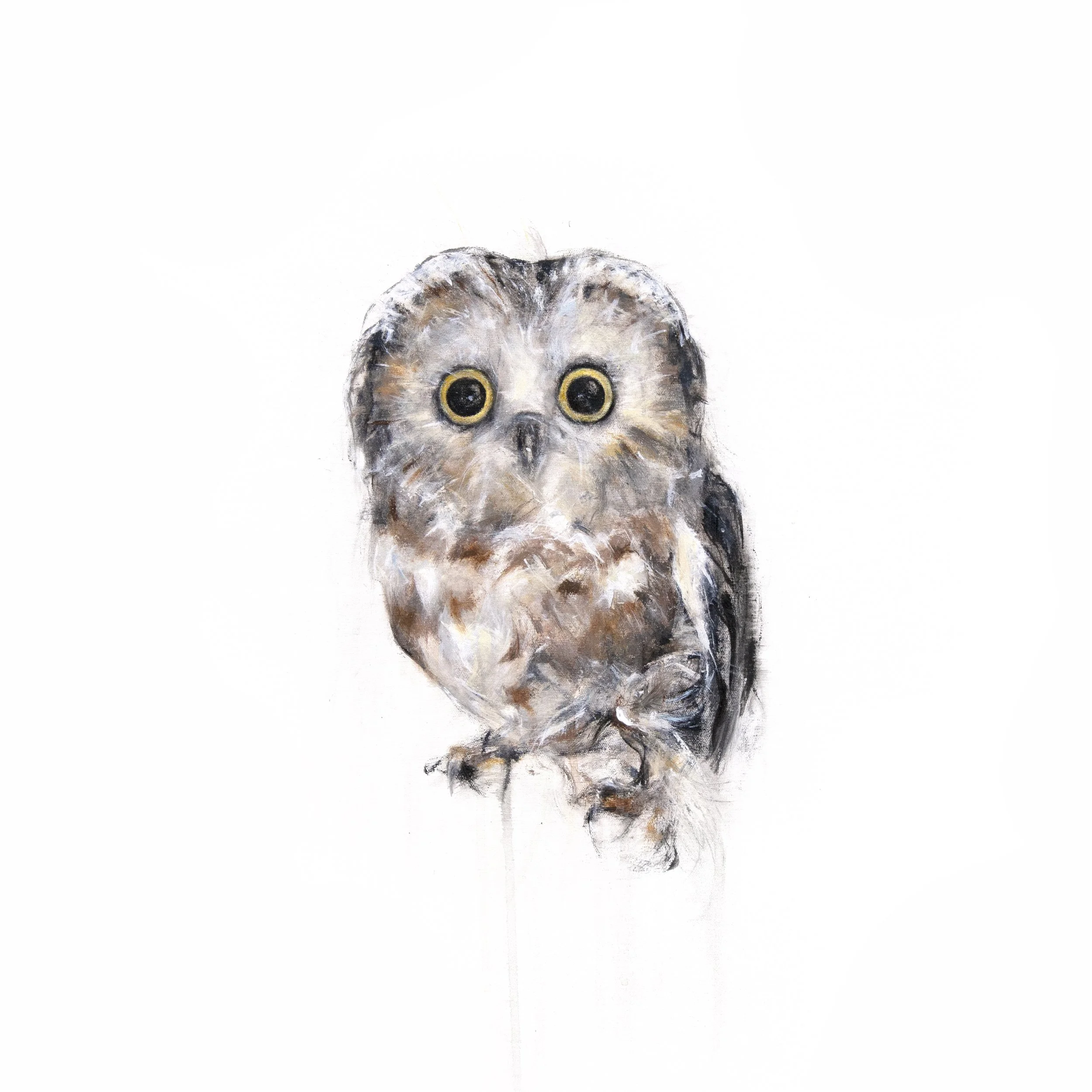Northern Saw-Whet Owl I 12x12 fifi 2_print image.jpg