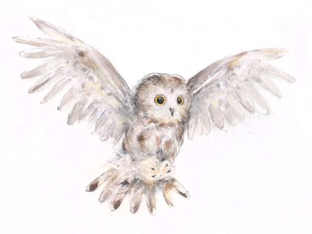 Northern+Saw-whet+Owl+II_printimage.jpg