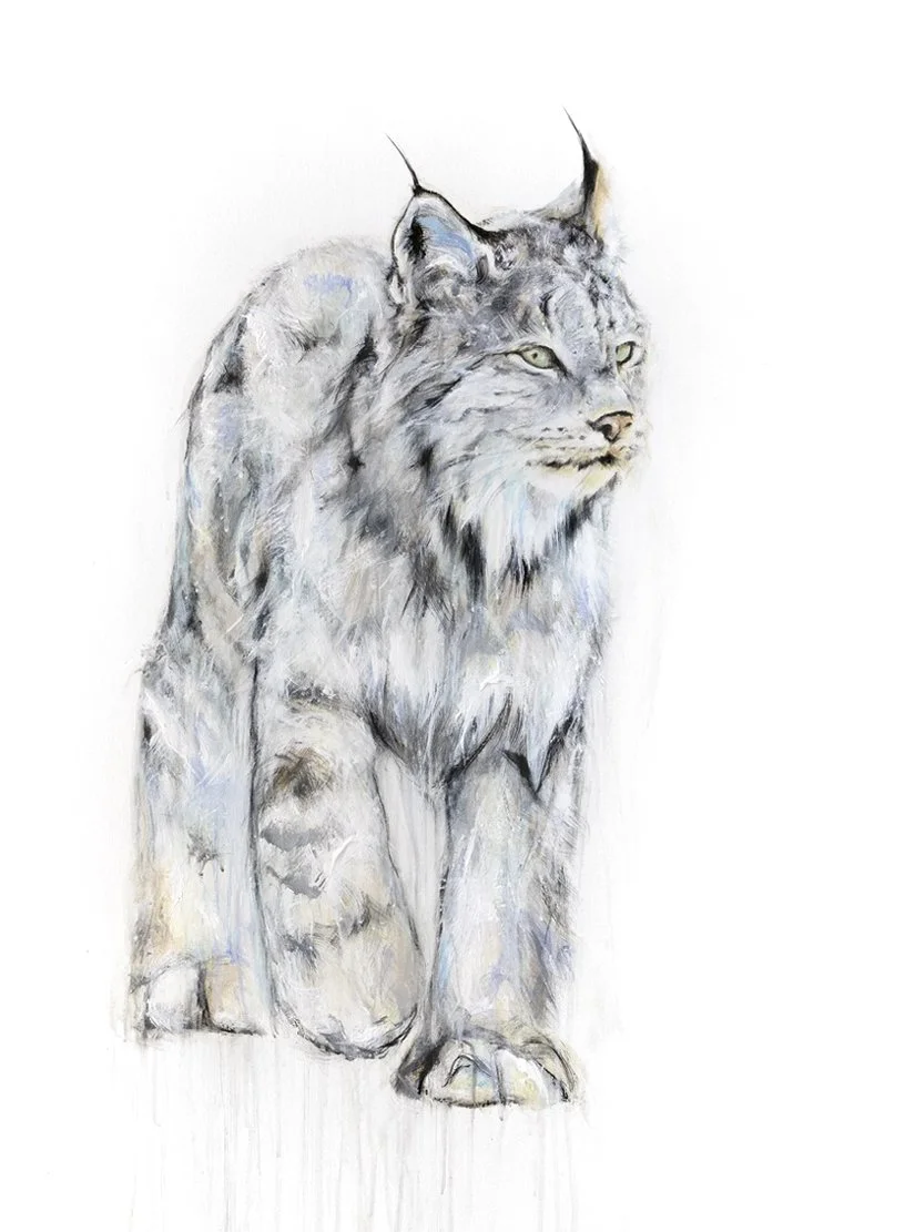 Lynx VII_printimage.jpg