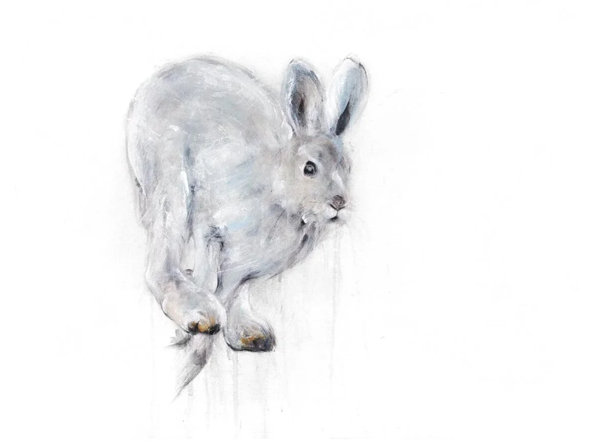 Arctic+Hare+I_printimage.jpg