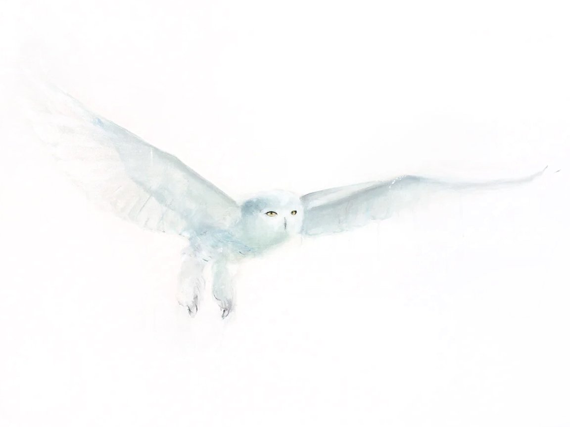Snowy Owl IV_printimage.jpg
