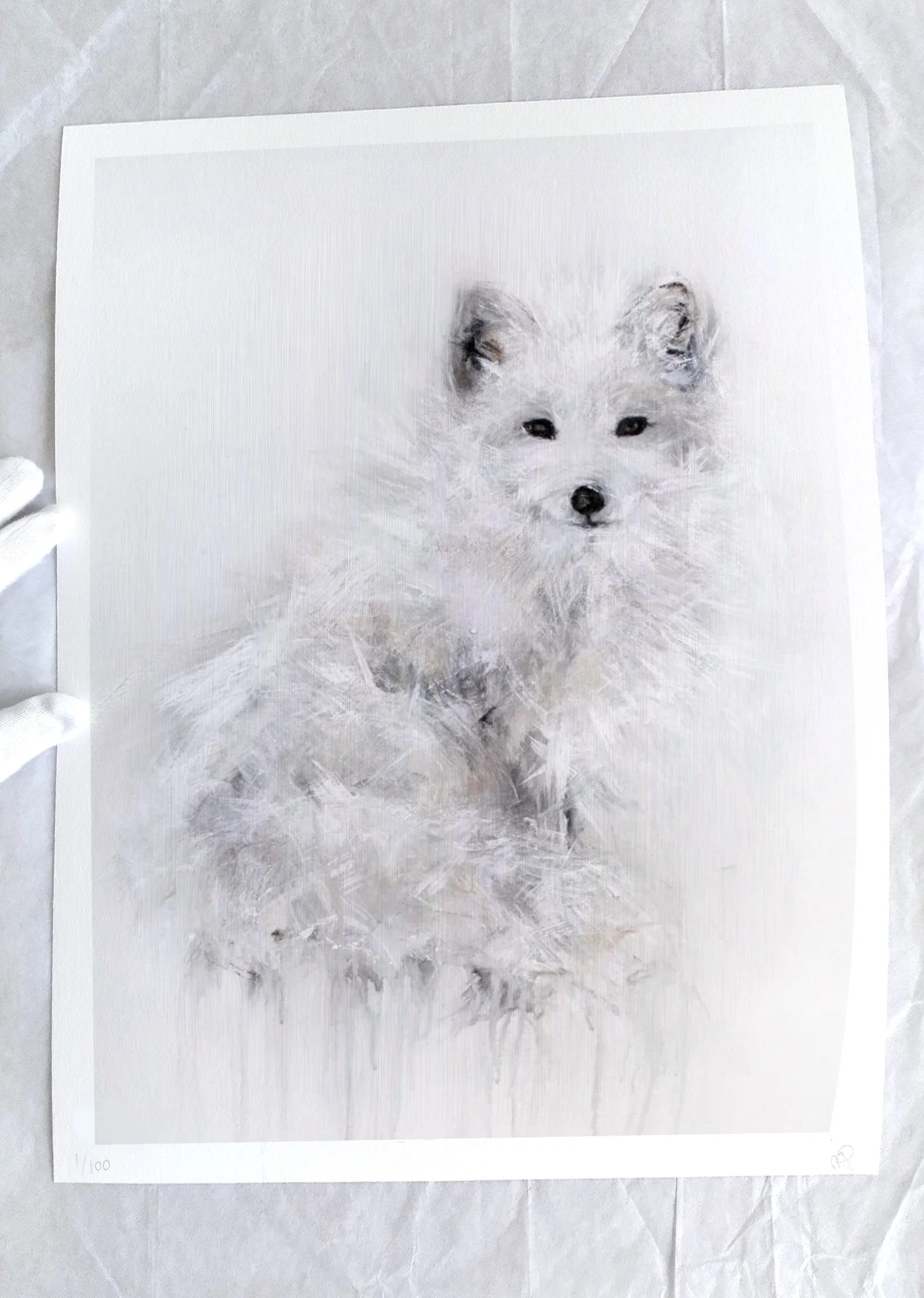 Arctic Fox III_printimage223.jpg