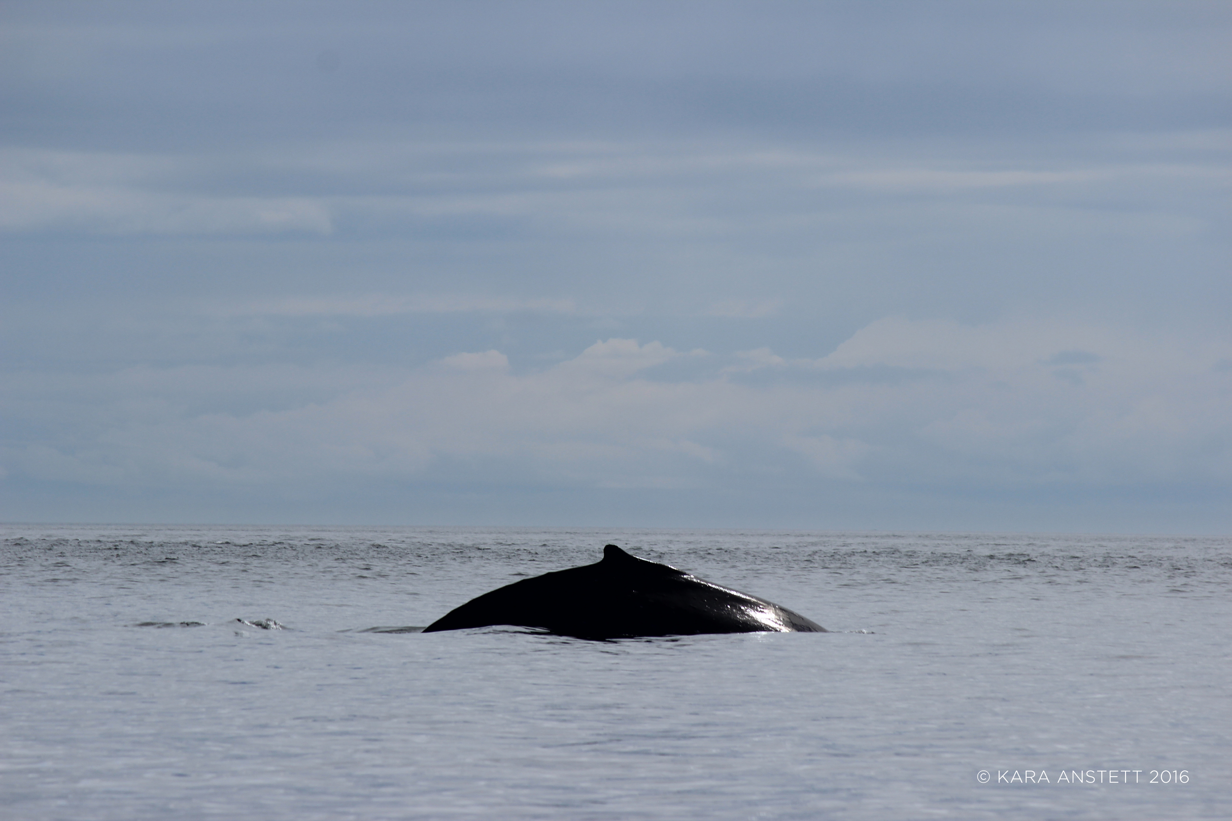 Humpback Whale