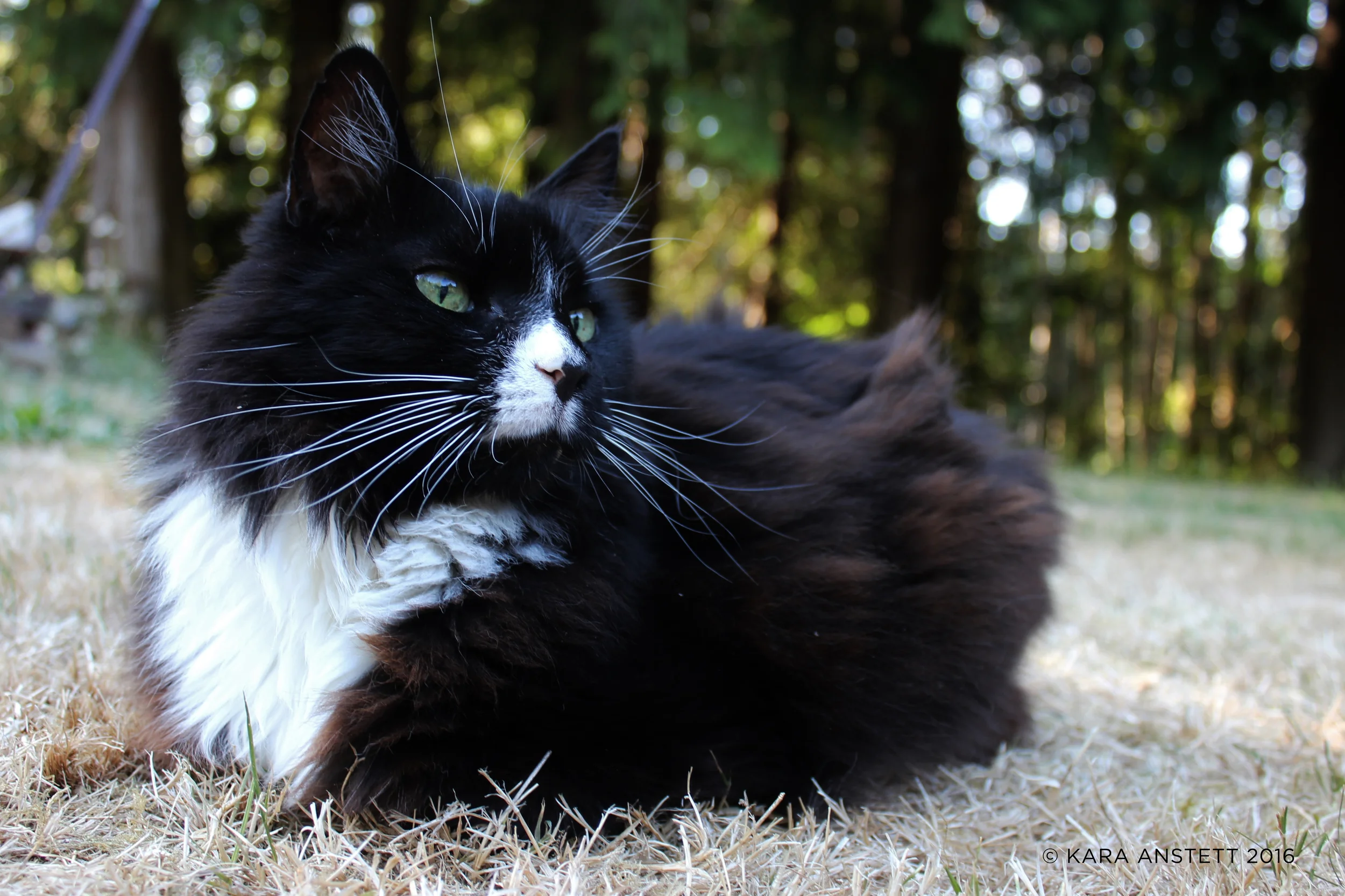 Whiskers