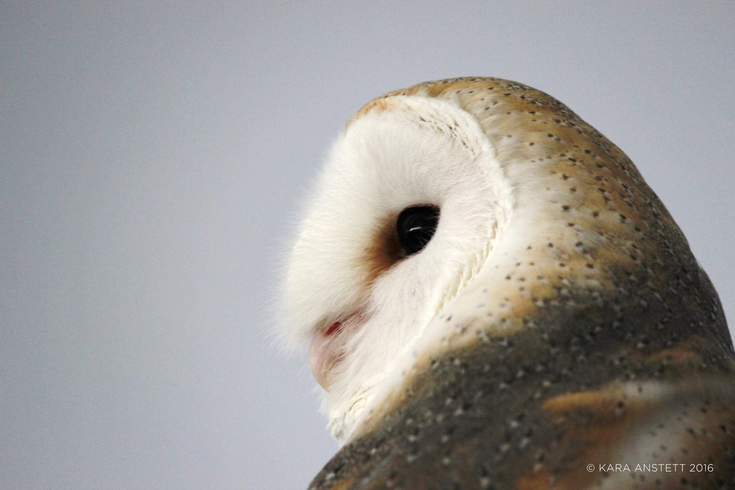 Barn Owl