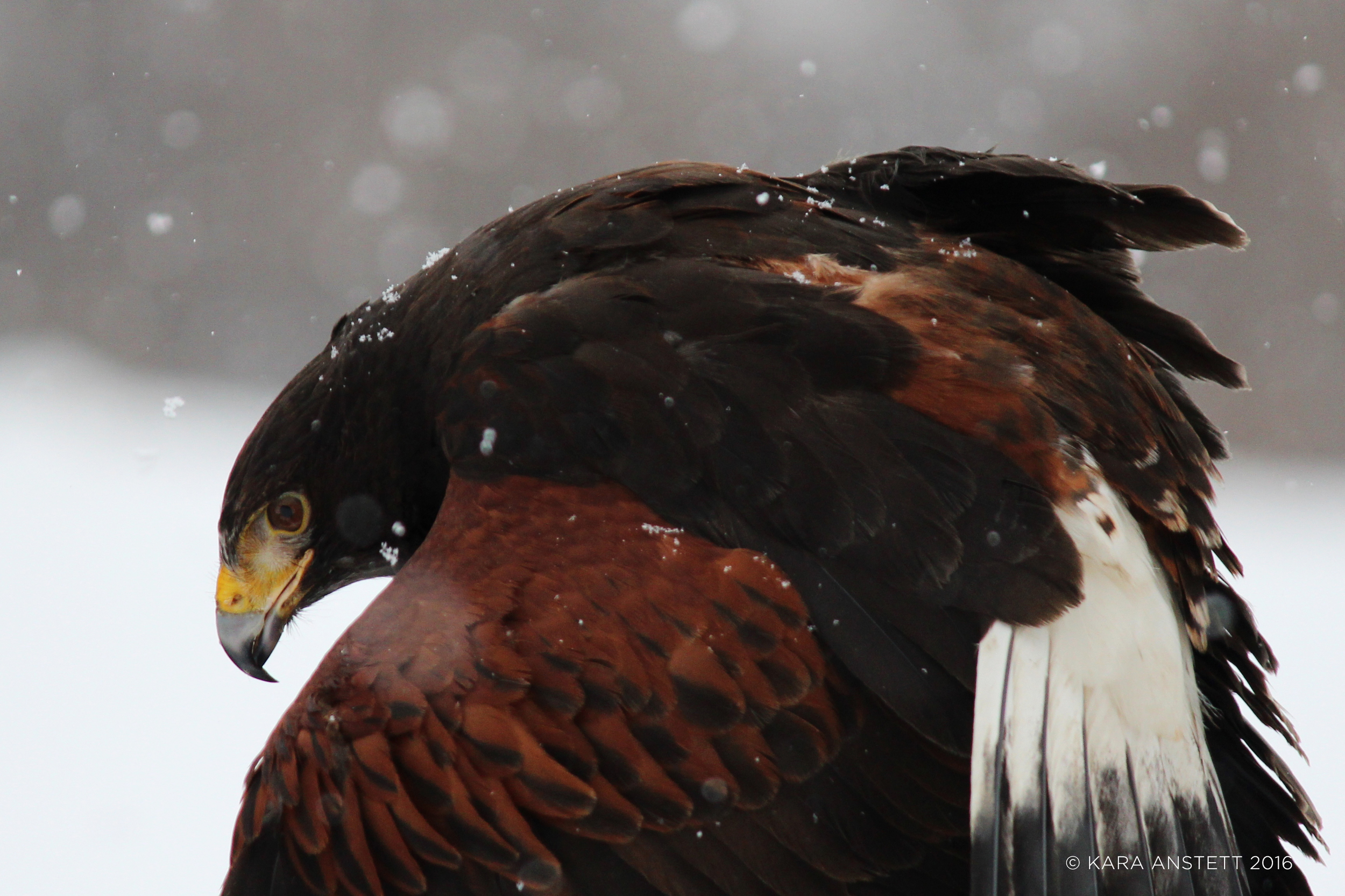 Harris Hawk