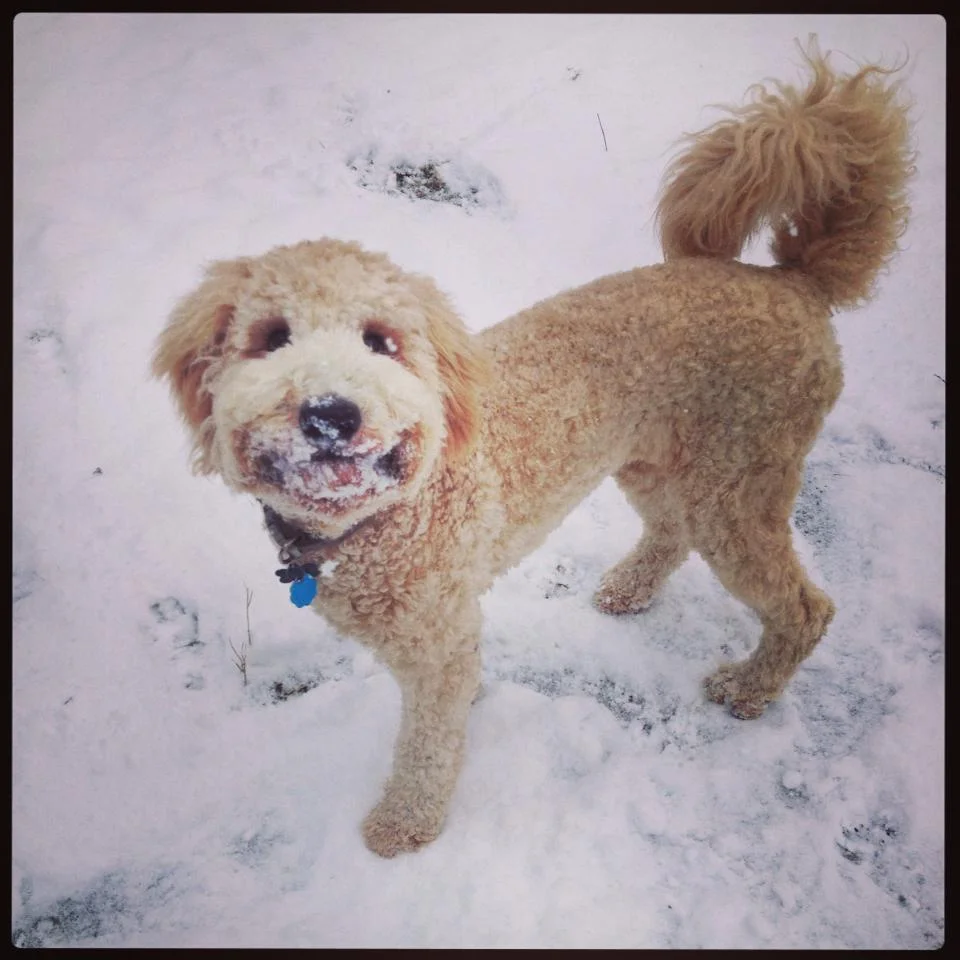 Bake Sale for Pickle