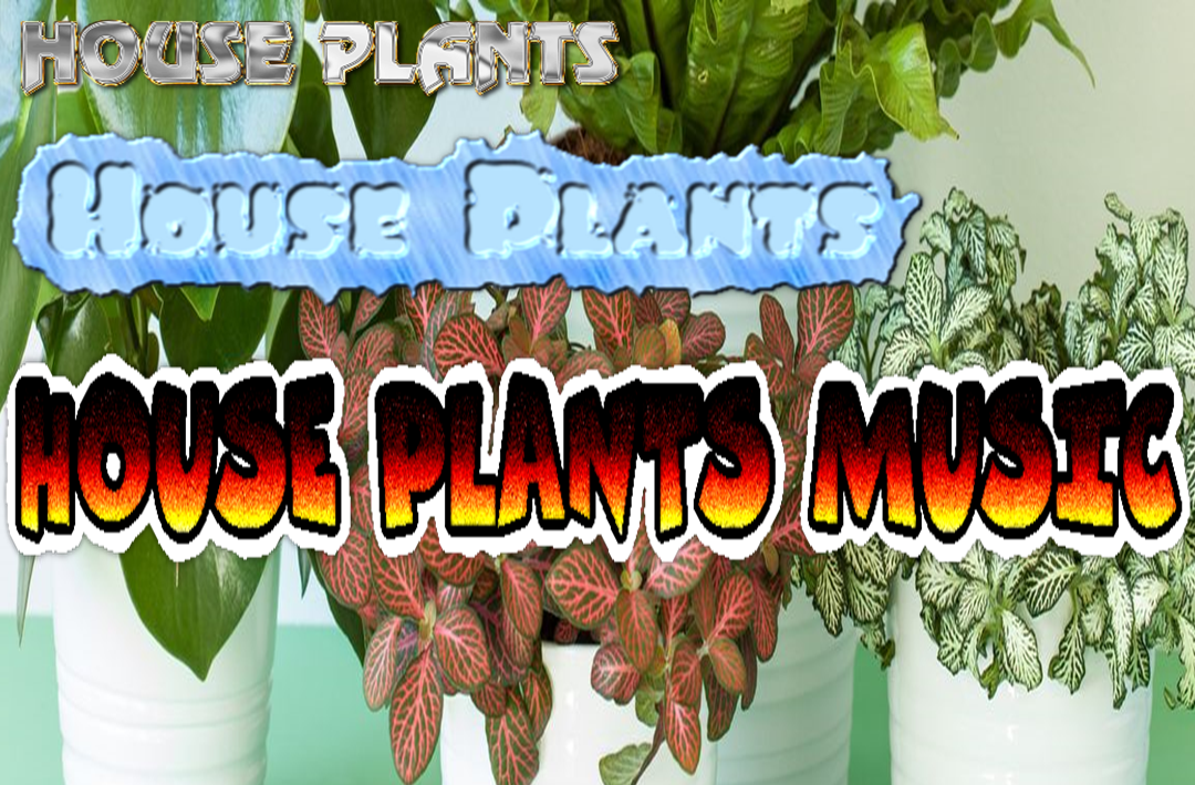 Lodge: House Plants