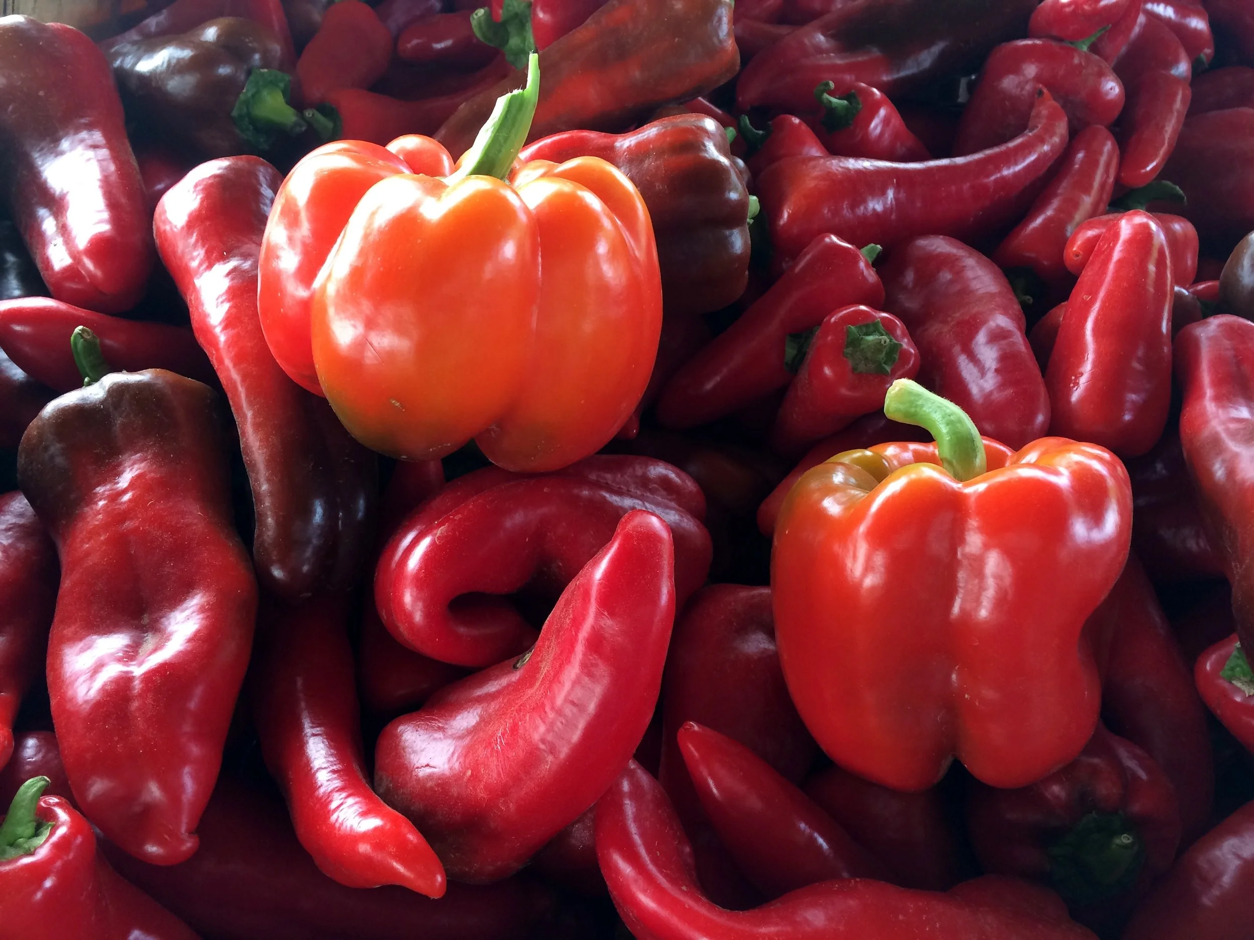 FV Rx: Nourse Farmacy!