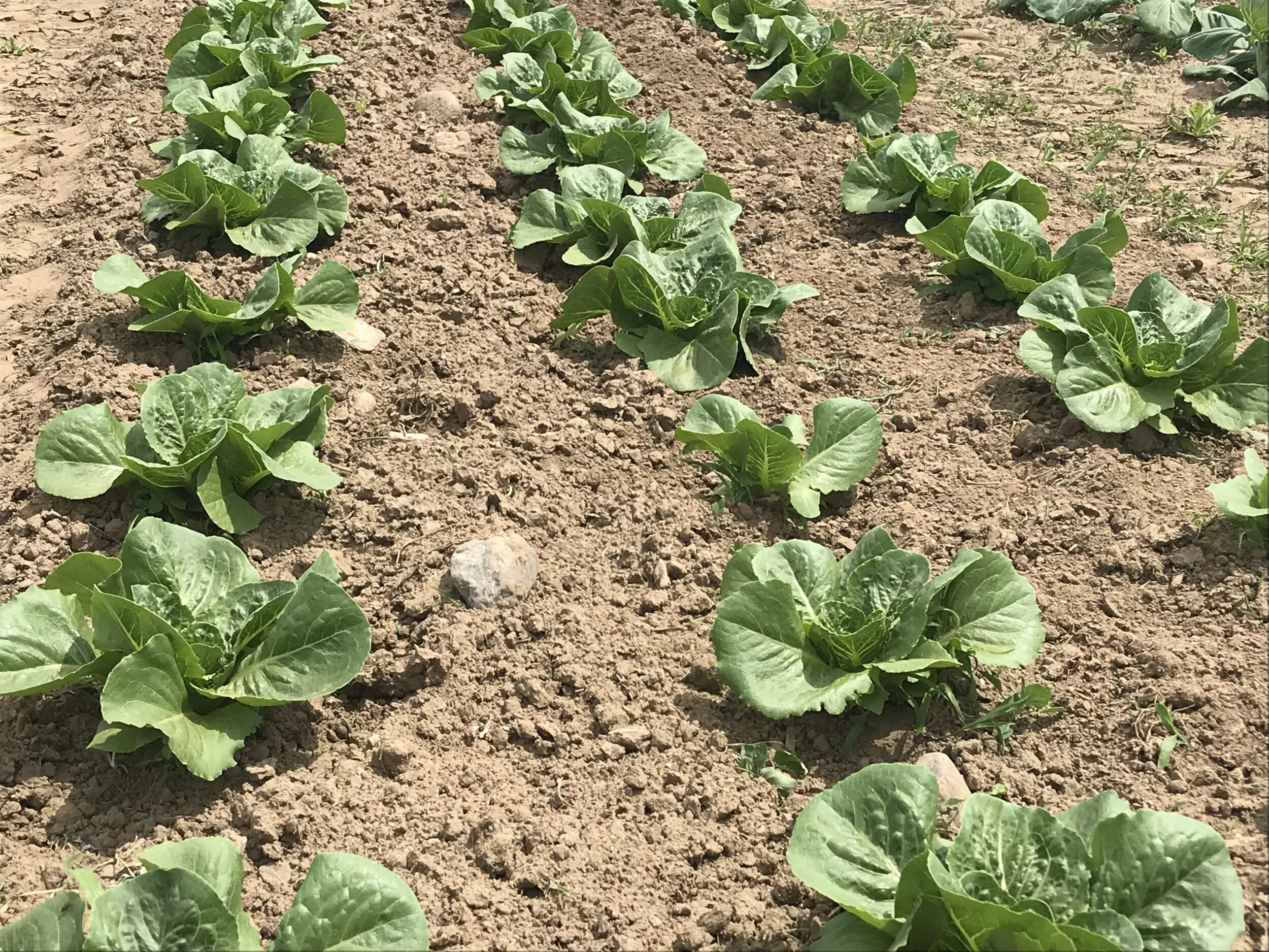 Lettuce In Ground - Landscape.jpg