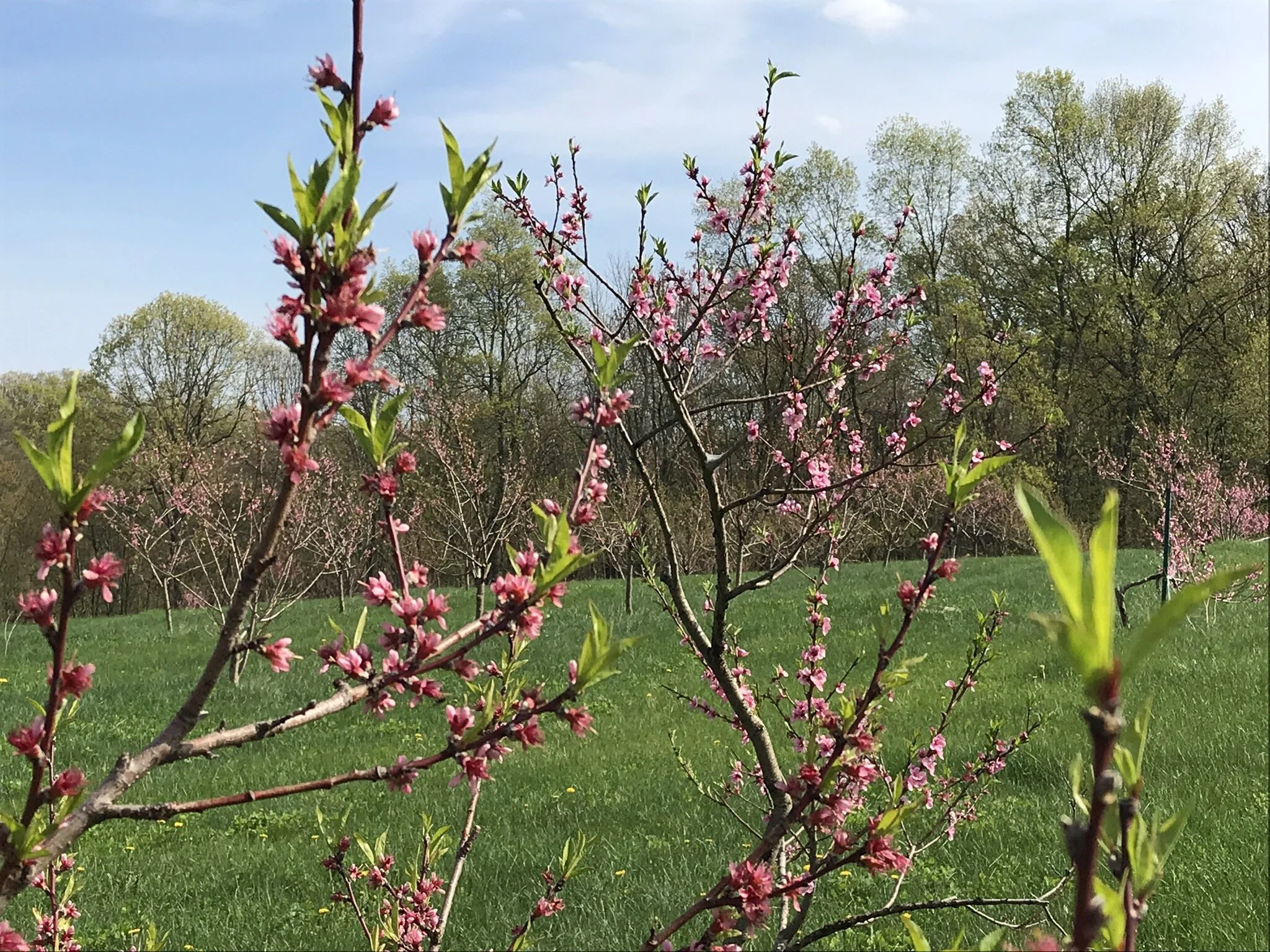 peach blossoms 2.JPEG