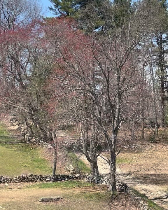 Loving the pink color coming in the tops of the trees contrasted with pale green of new grass - April 2022.  #spring #farmlife #palepink #lightgreen #horses #drafthorsesofinstagram #noursefarm