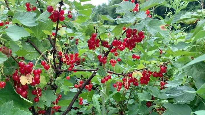 July is all about our red currants, blueberries and raspberries. Guess what, you can make preserves out of all of them! We also have black raspberries and strawberries, of course. Our Eastern European and Ukrainian neighbors absolutely love the red c