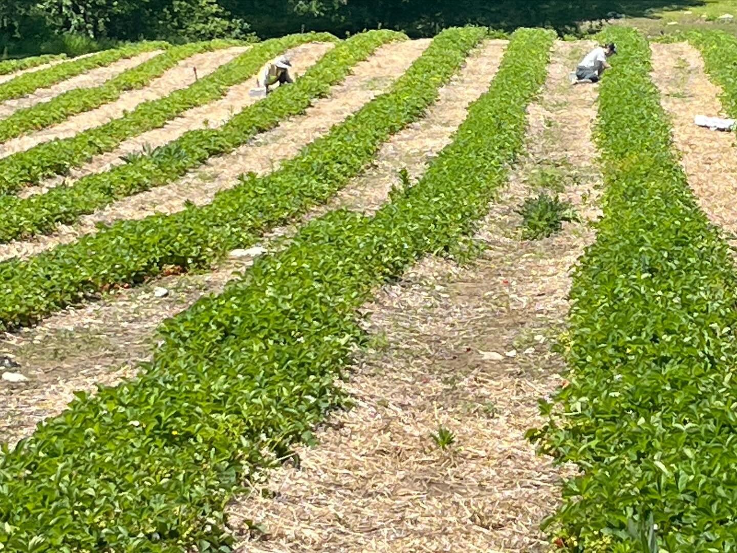 One month we will be harvesting strawberries. Yum. New England berries are smaller but sweeter than California berries. Come out and pick your own and listen to the birds while you pick. It&rsquo;s a whole different experience than going to the groce