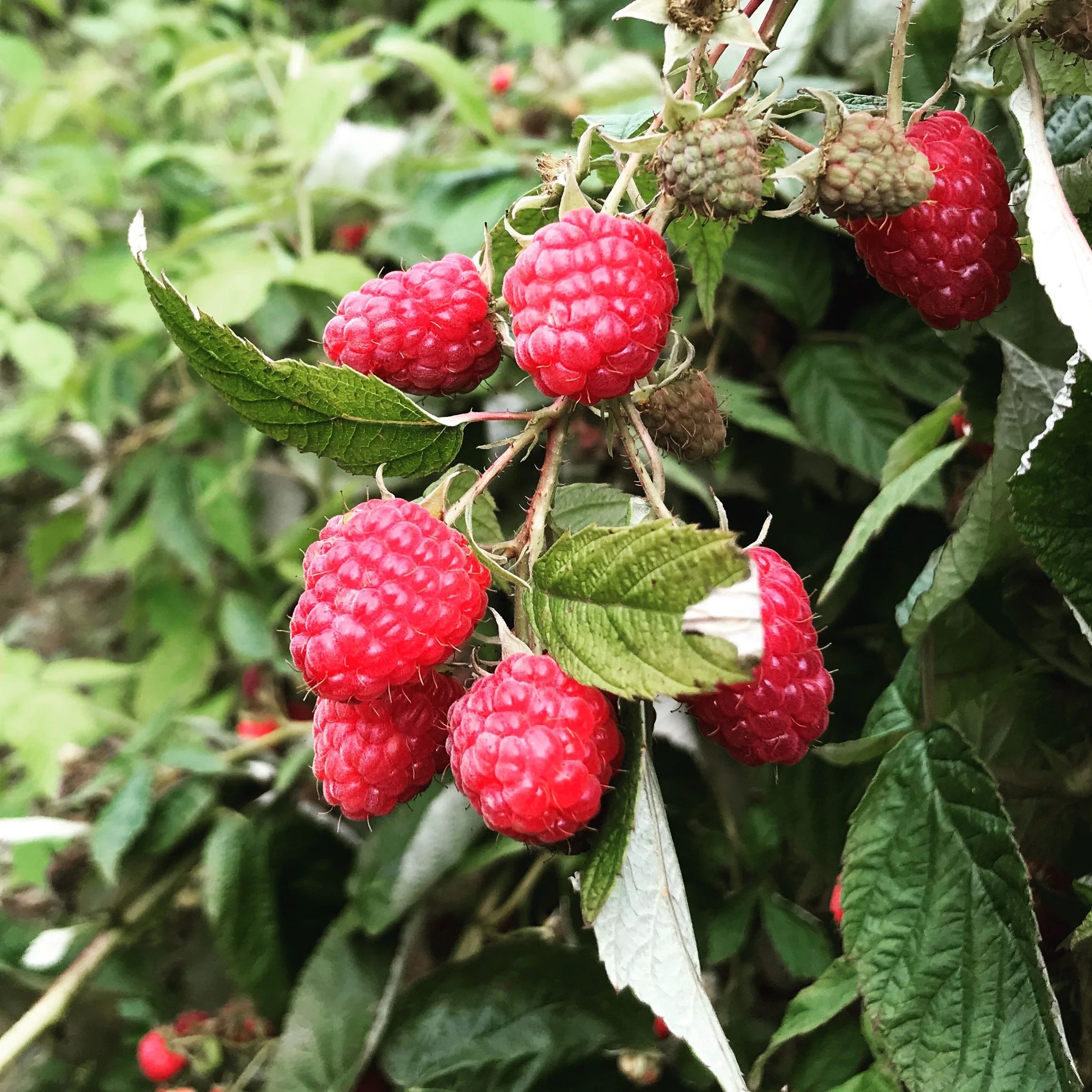 The Berry That Built a Season: Raspberries and Local Farming