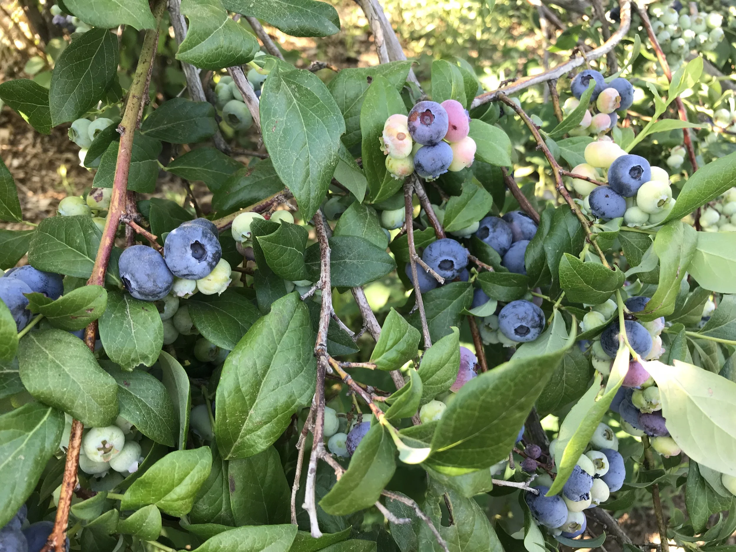 Blueberries: A Native Superfruit with Deep Roots in North American Agriculture