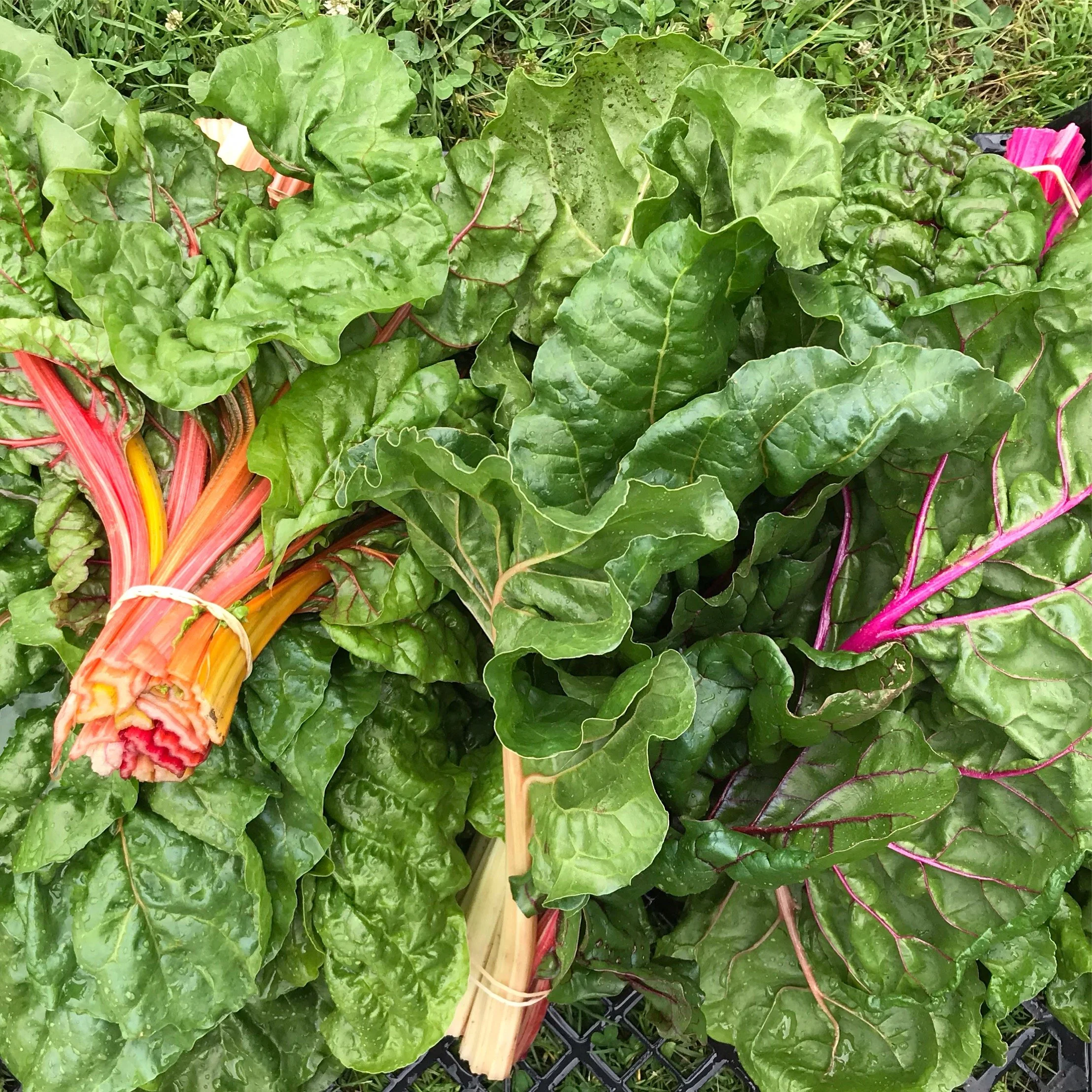 Swiss Chard: A Nutrient-Packed Leafy Green with Big Health Benefits