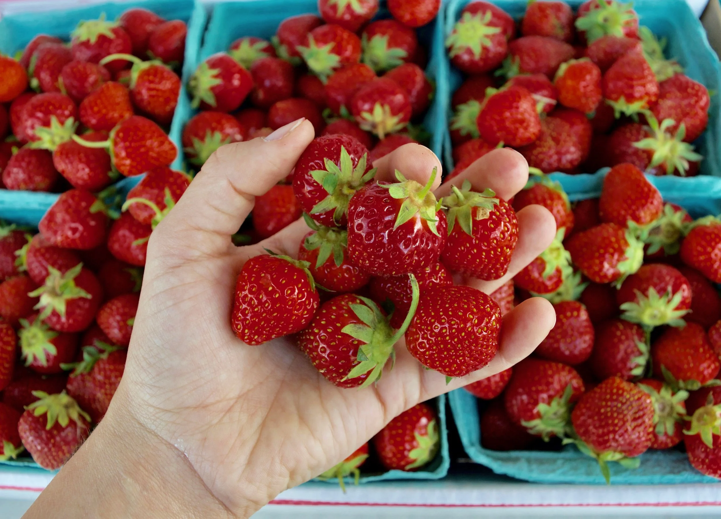 Strawberries: A Beloved Berry from Field to Table