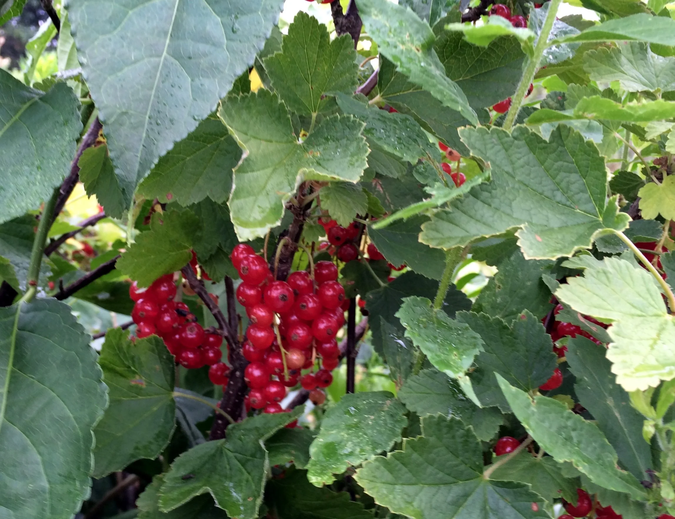 The Ruby-Red Berry You’ve Been Missing: Why Red Currants Are Worth the Pick