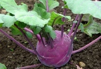 Kohlrabi: Why This “Spaceship” Vegetable Deserves a Spot on Your Plate