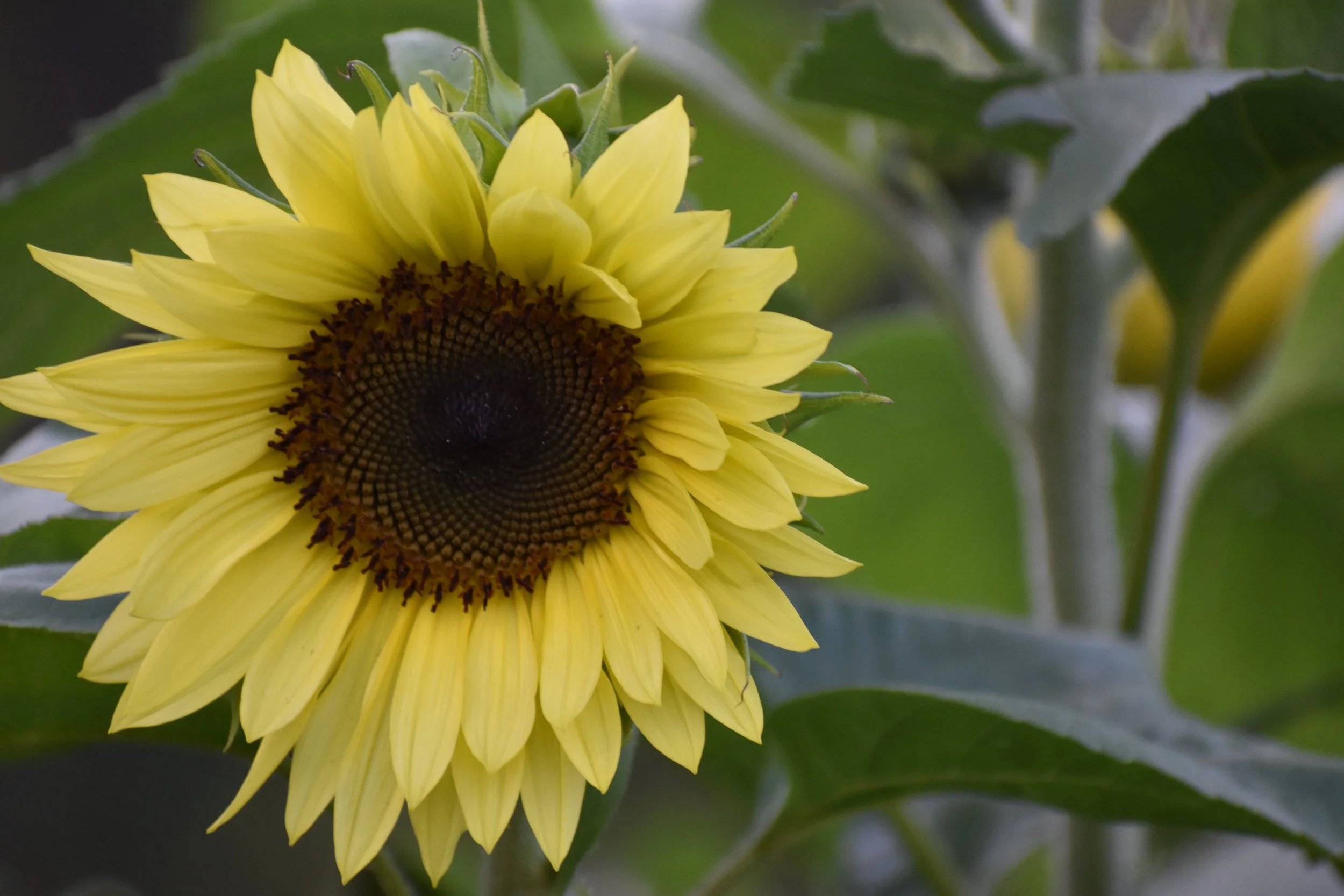 Sunflower (Close-Up) - Landscape.jpg