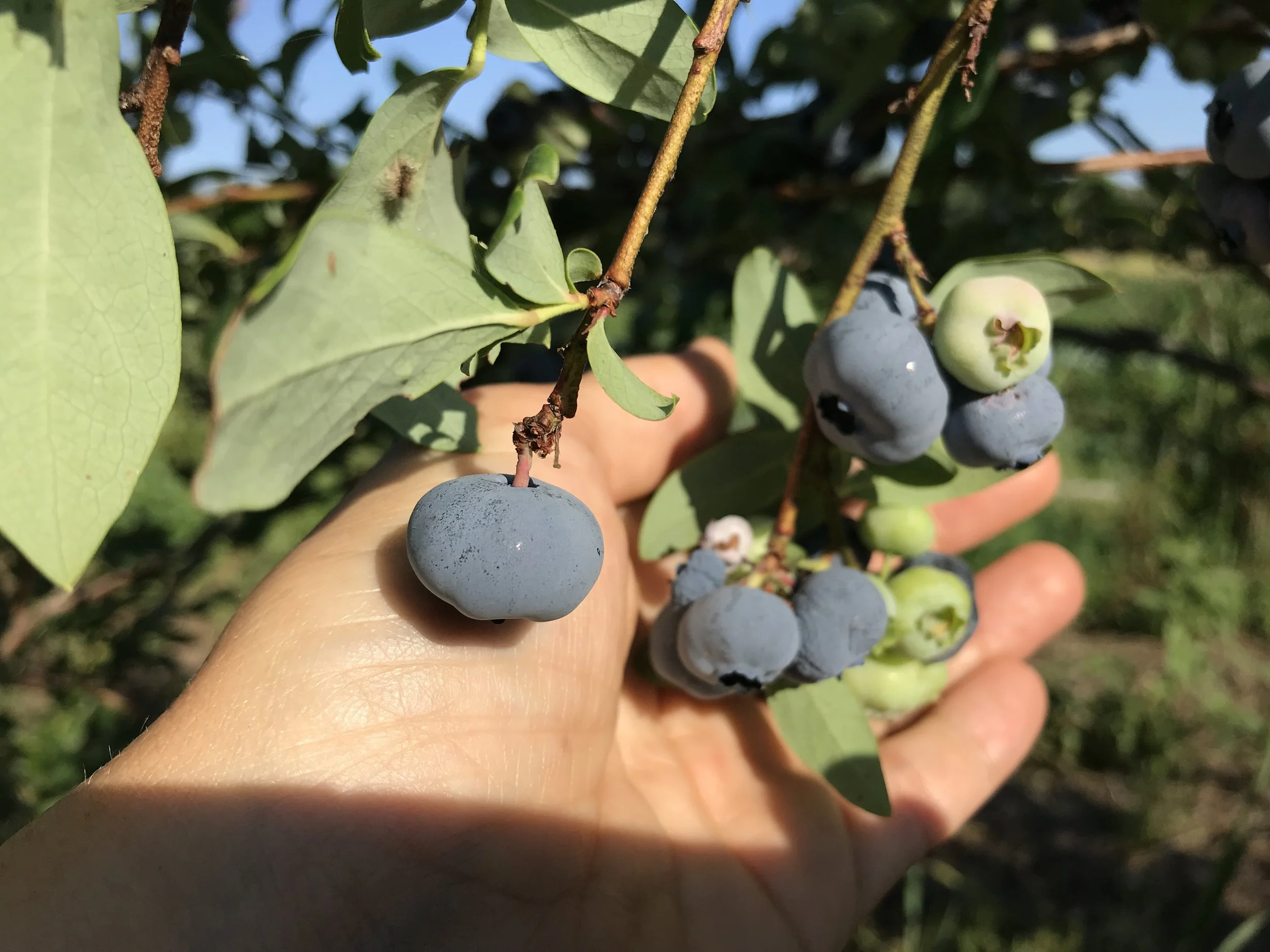 Bunch Of Ripening Blueberries - Landscape.jpg