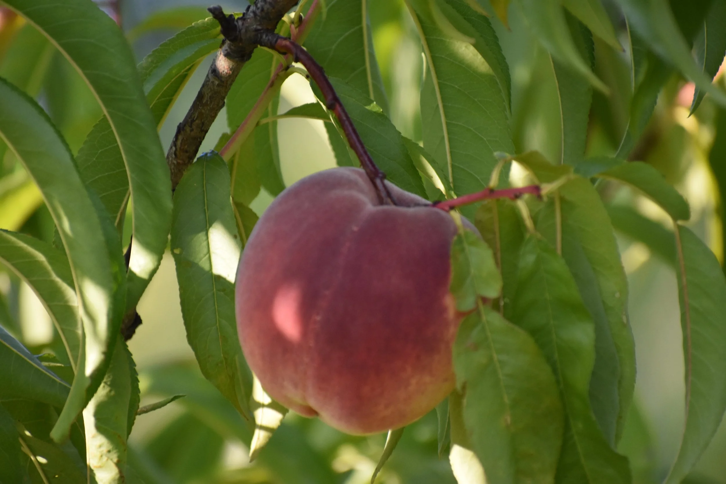 Big Peach (Center) - Landscape.jpg
