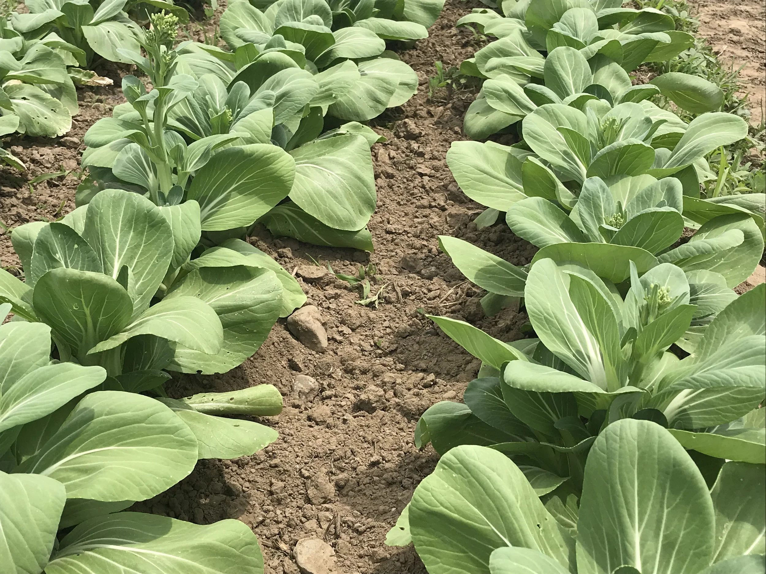 Bok Choy In The Ground - Landscape.jpg