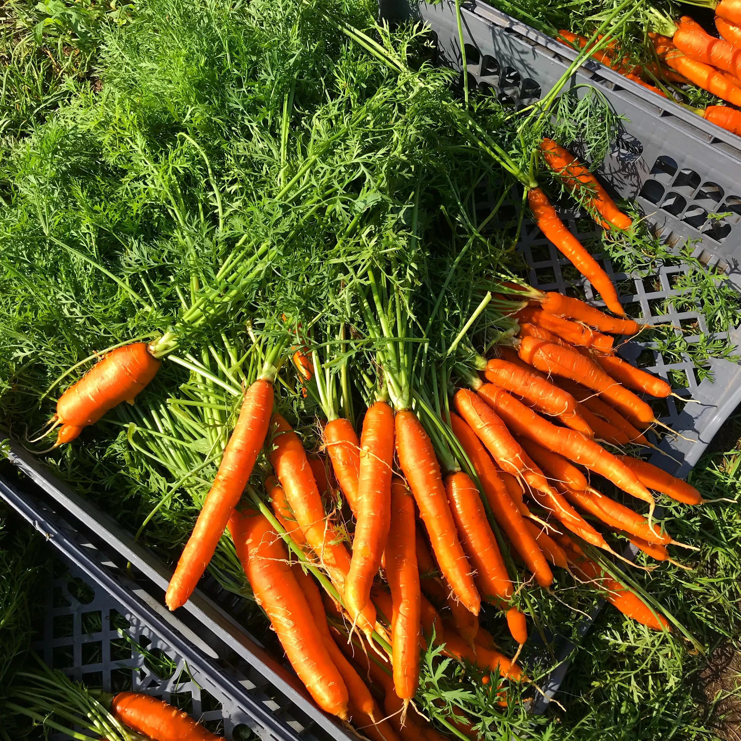 Bunch Of Carrots - Landscape.JPG